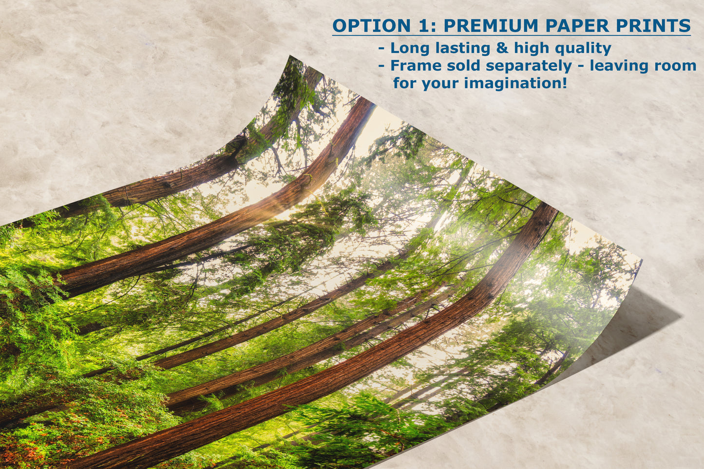 Redwood Trees Forest Picture Nature Photo, Forest Bathing House Decor, Relaxing Wall Art for Meditation, Home and Office