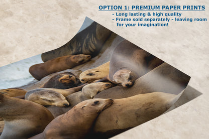 California Sea Lion Marine Mammal Wildlife Photography, Ocean Animals Wall Art, Nature Lover Gift, Marine Biology Artwork