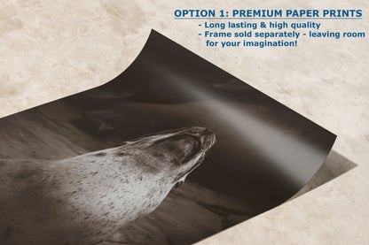 California Sea Lion Marine Mammal Wildlife Photography, Ocean Animals, Coastal House Decor, Nature Lover Gift, Marine Biology Artwork