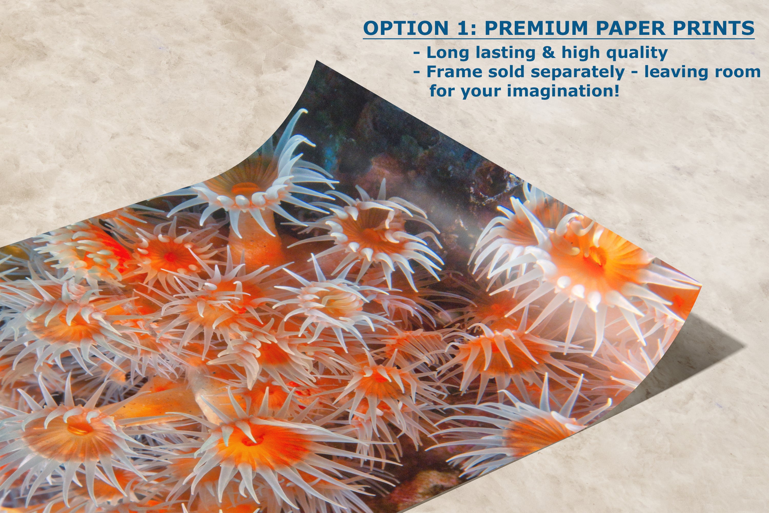 Sea Anemone Picture Ocean Life Underwater Scenery Nature Photo, Vibrant Coral Reef Wall Art, Marine Biology Gift for Ocean Lover