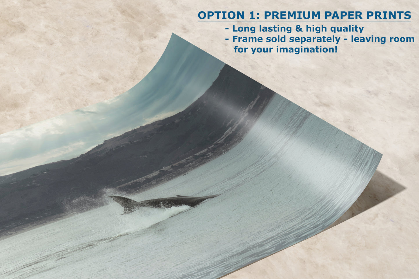 Humpback Whale Marine Mammal Wildlife Photography, Ocean Nature Art, Marine Conservation, Dolphin & Sea Life Gift, House Decor