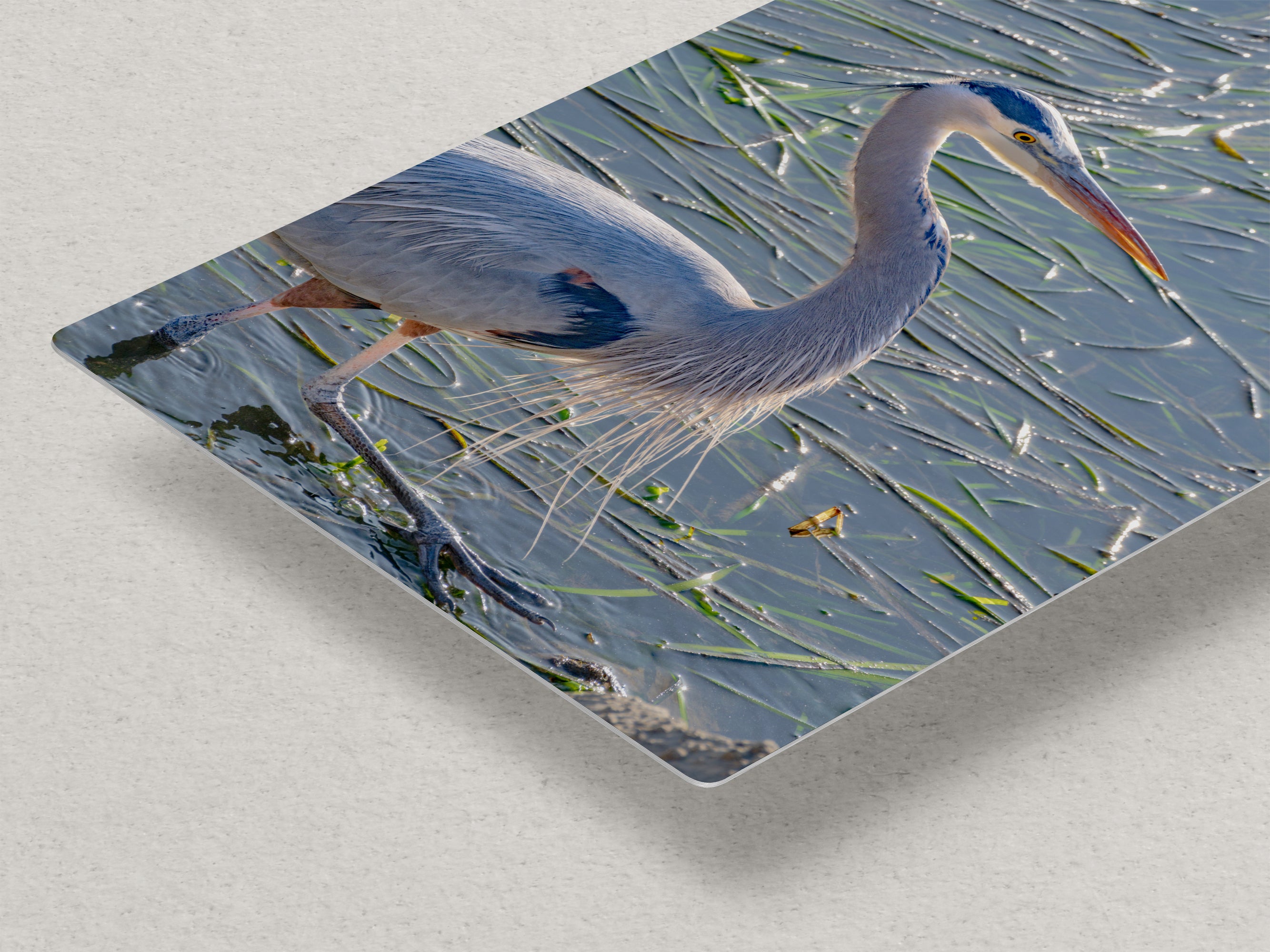 Great Blue Heron Art Wildlife Photography, Nature Wall Decor for Bird Lovers, Ocean Conservation, Relaxing Office or Room Artwork