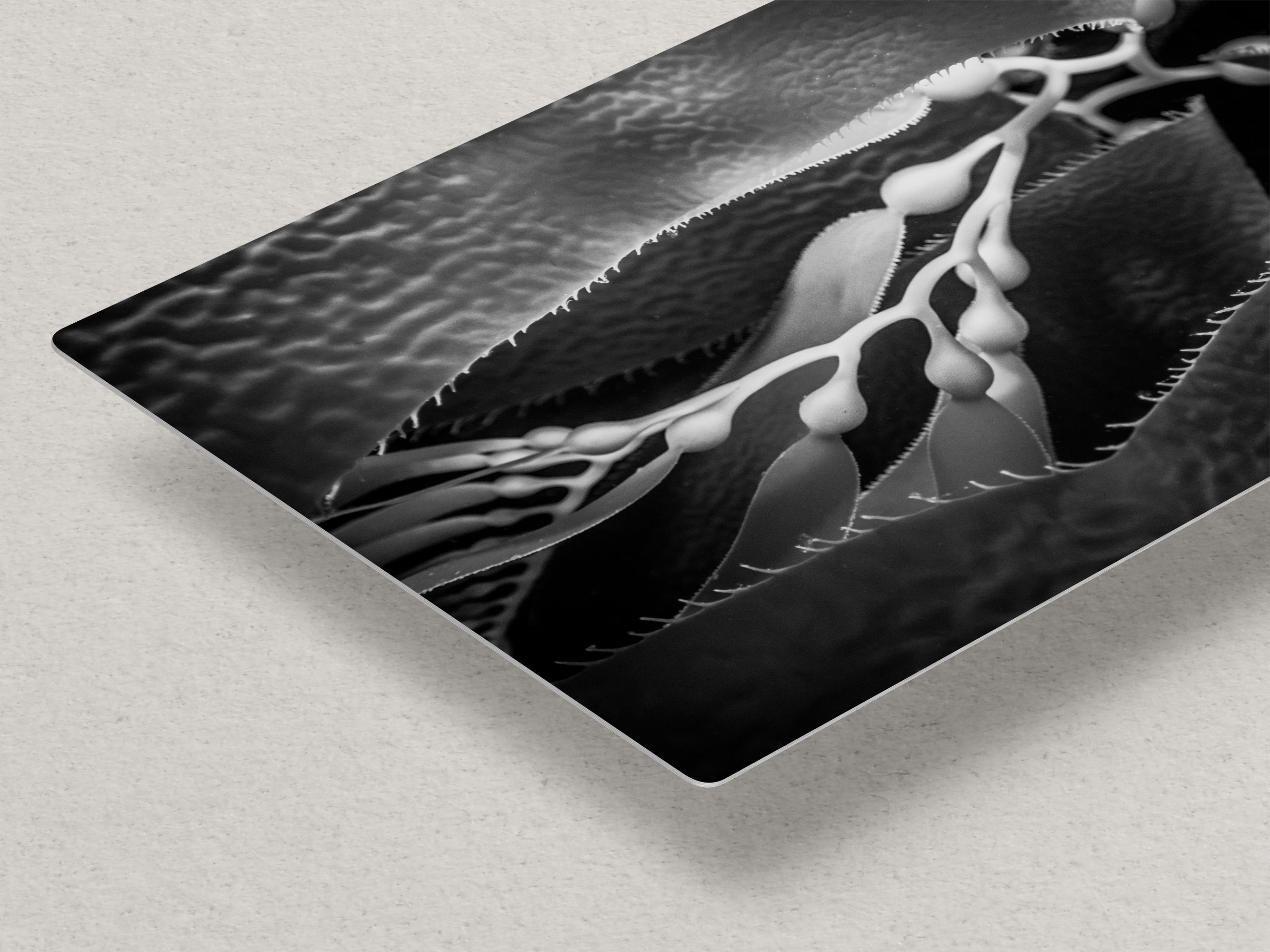 Limited Edition Fine Art Photography, Ocean Art California Giant Kelp, Essence