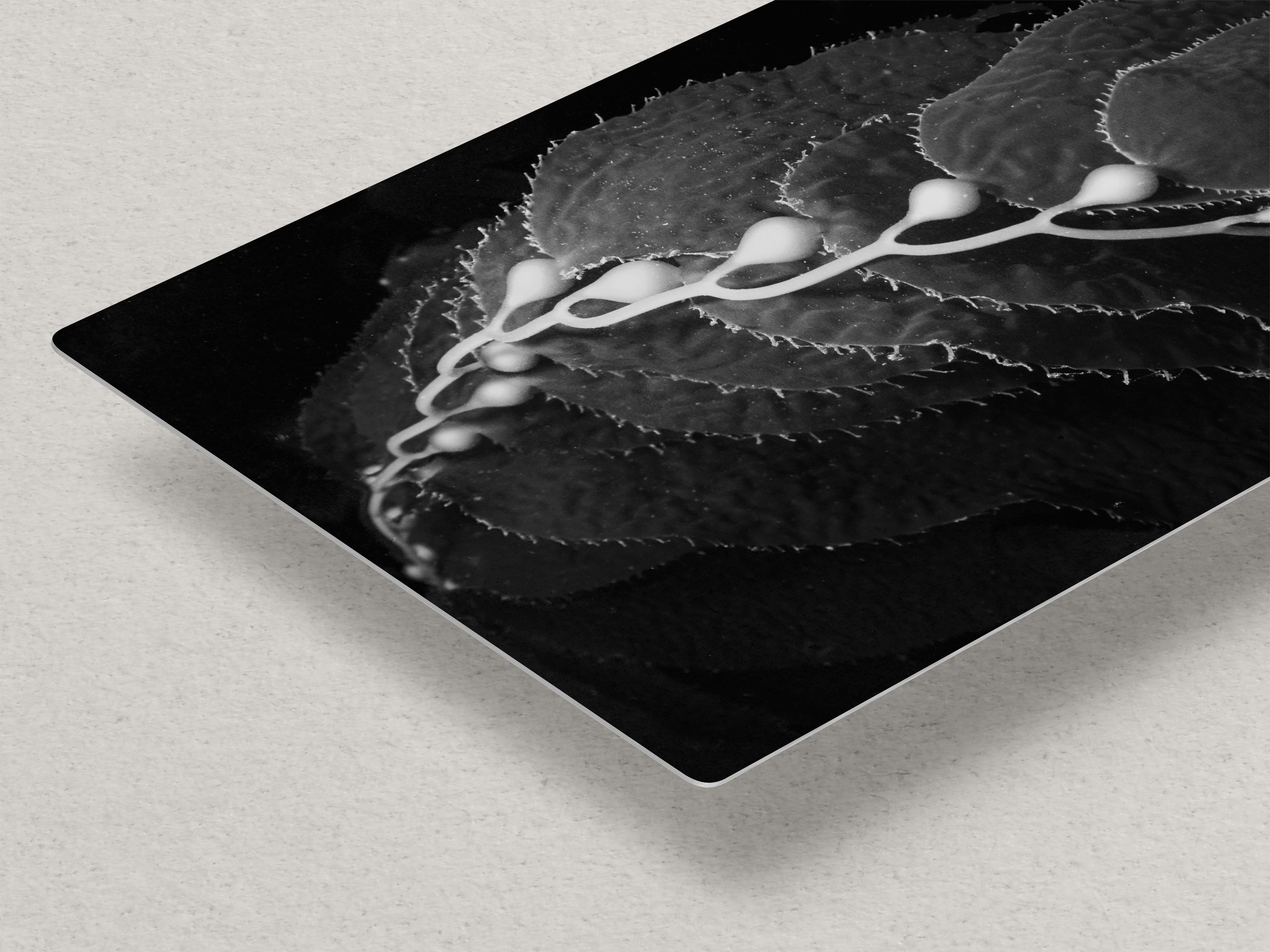 Limited Edition Fine Art Photography, California Giant Kelp Ocean Life, Eternity