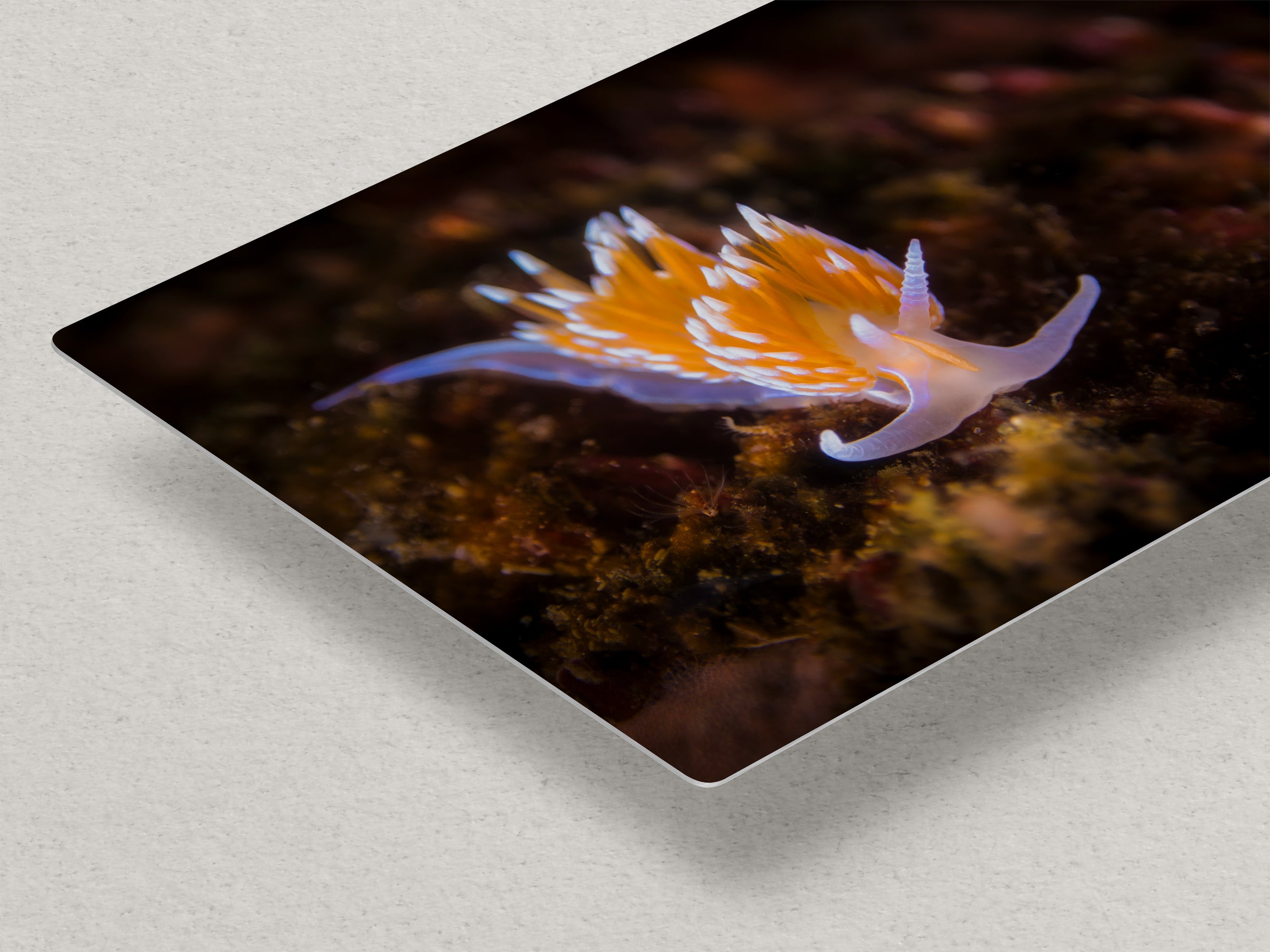 Hermissenda Opalescent Nudibranch Ocean Life Underwater Scenery Marine Biology Nature Photo