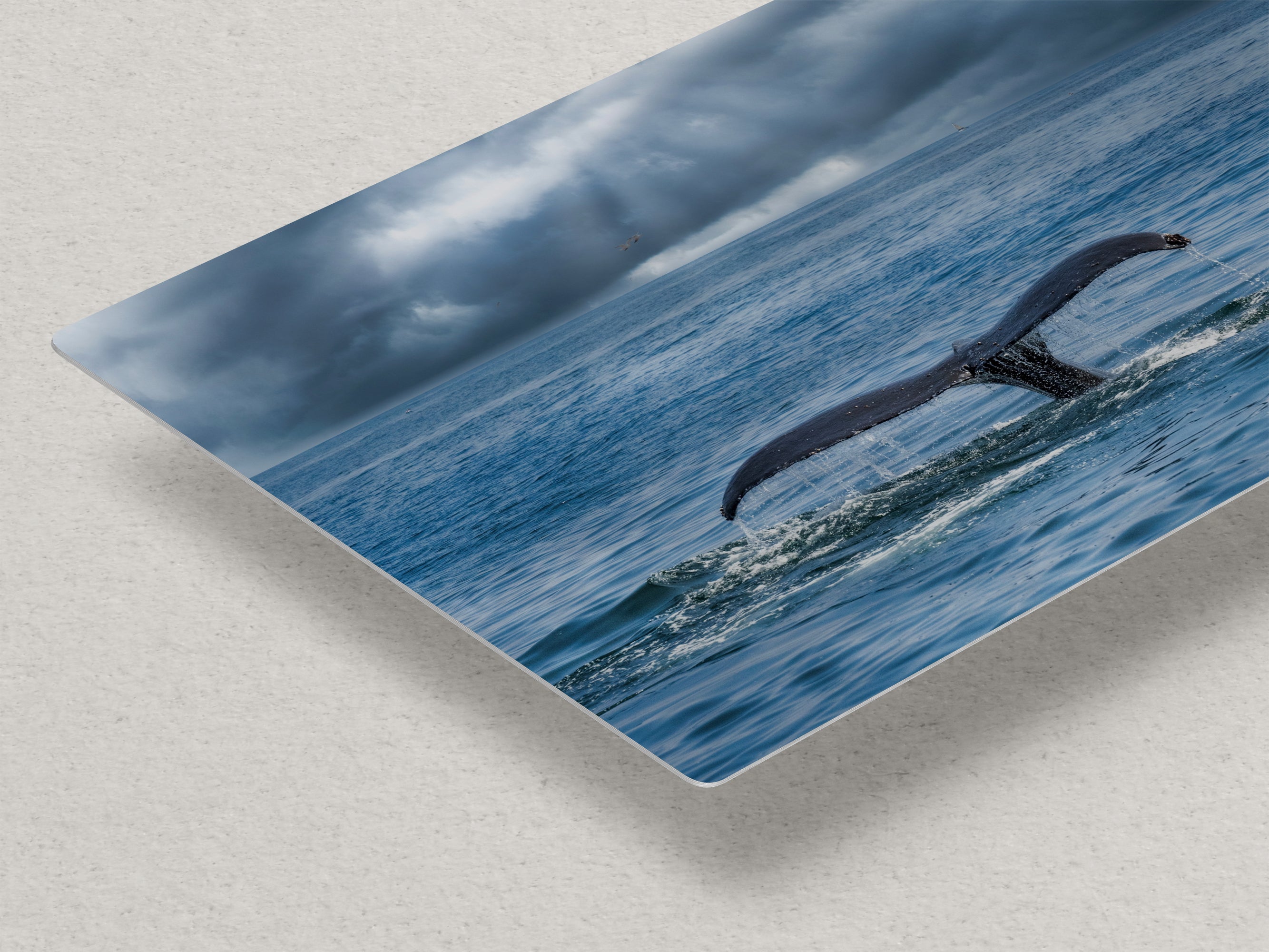 Wildlife Photography Ocean Picture Limited Edition Print Humpback Whale Fluke
