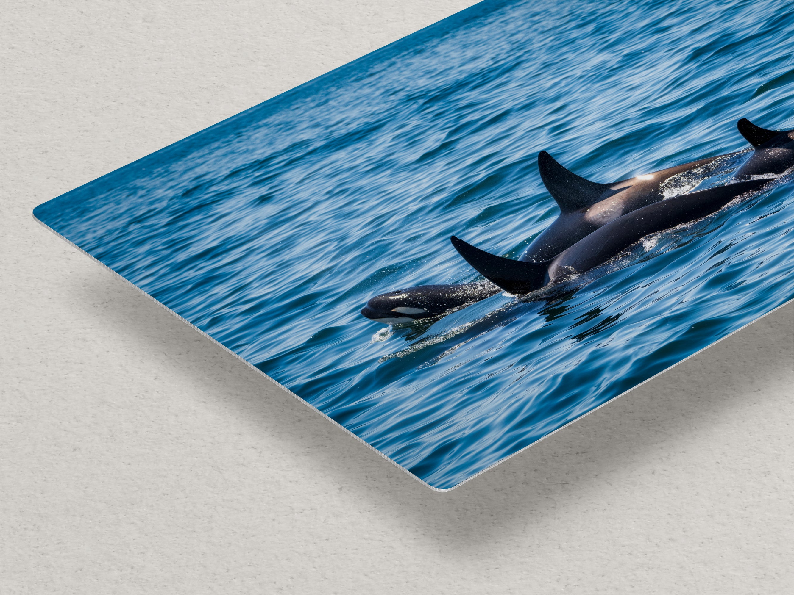 Wildlife Photography Ocean Picture of Orca (Killer Whale) Family Limited Edition Fine Art Print