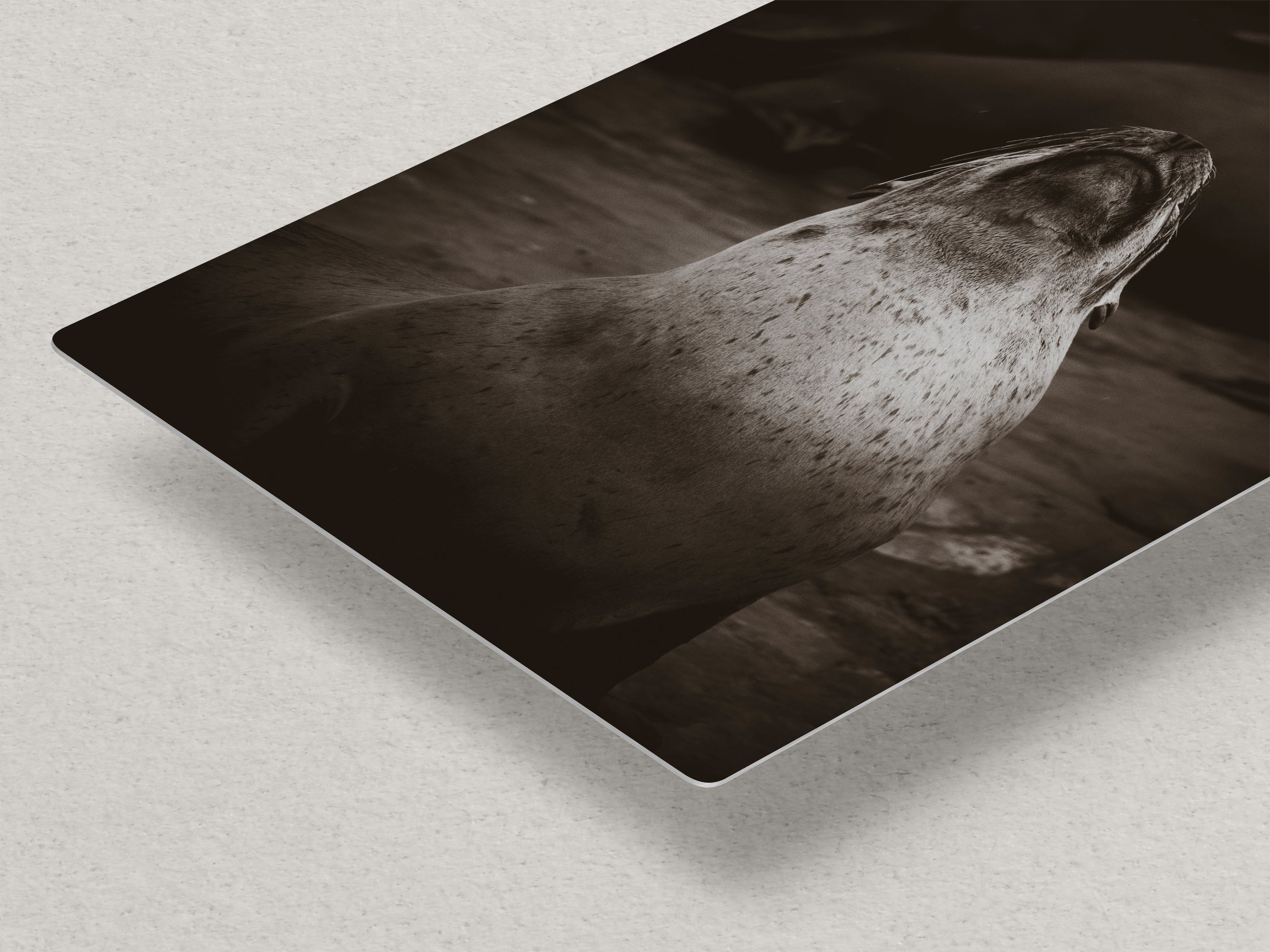 California Sea Lion Marine Mammal Wildlife Photography, Ocean Animals, Coastal House Decor, Nature Lover Gift, Marine Biology Artwork