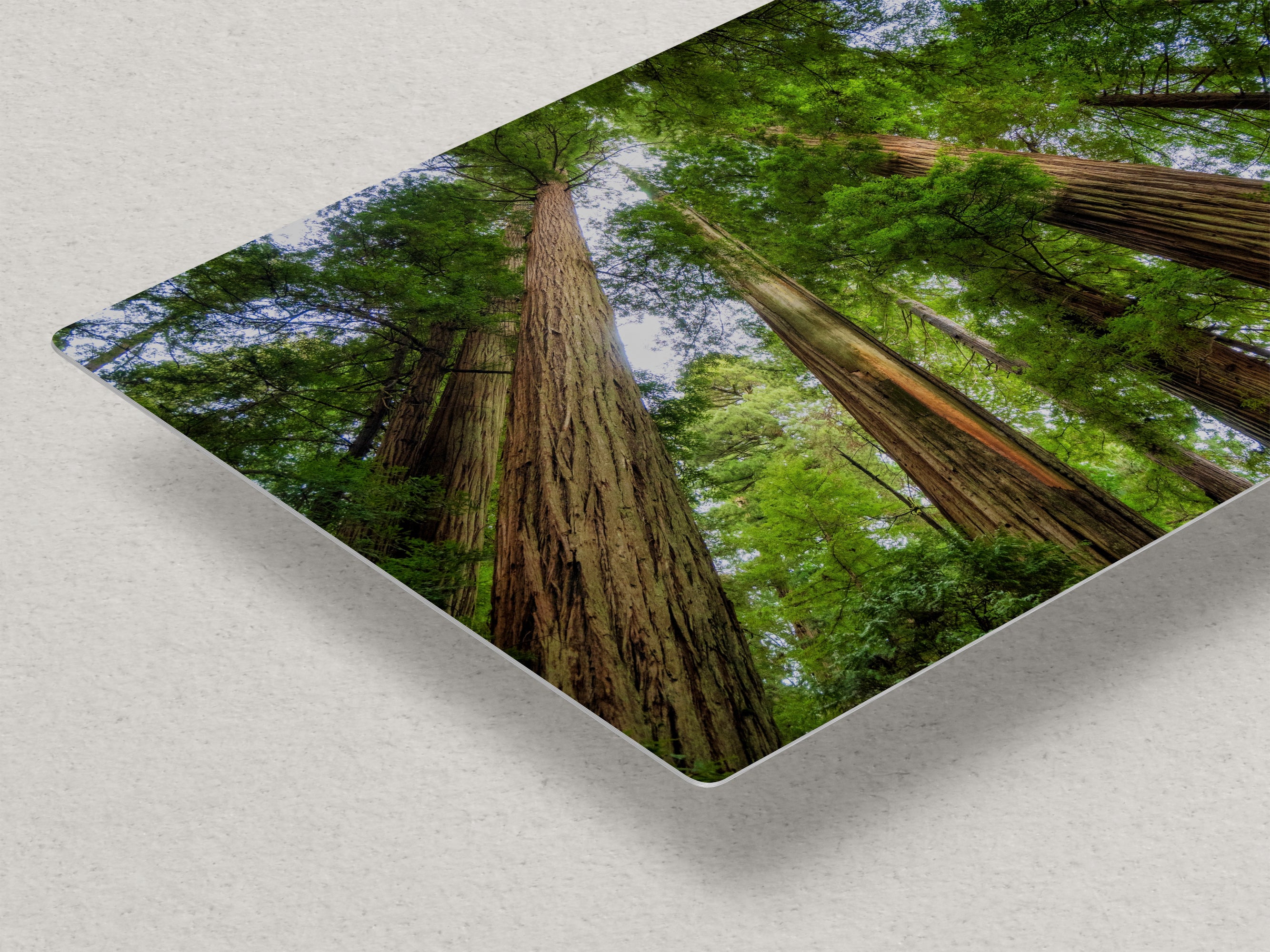 Redwood Trees Forest Picture Nature Photo