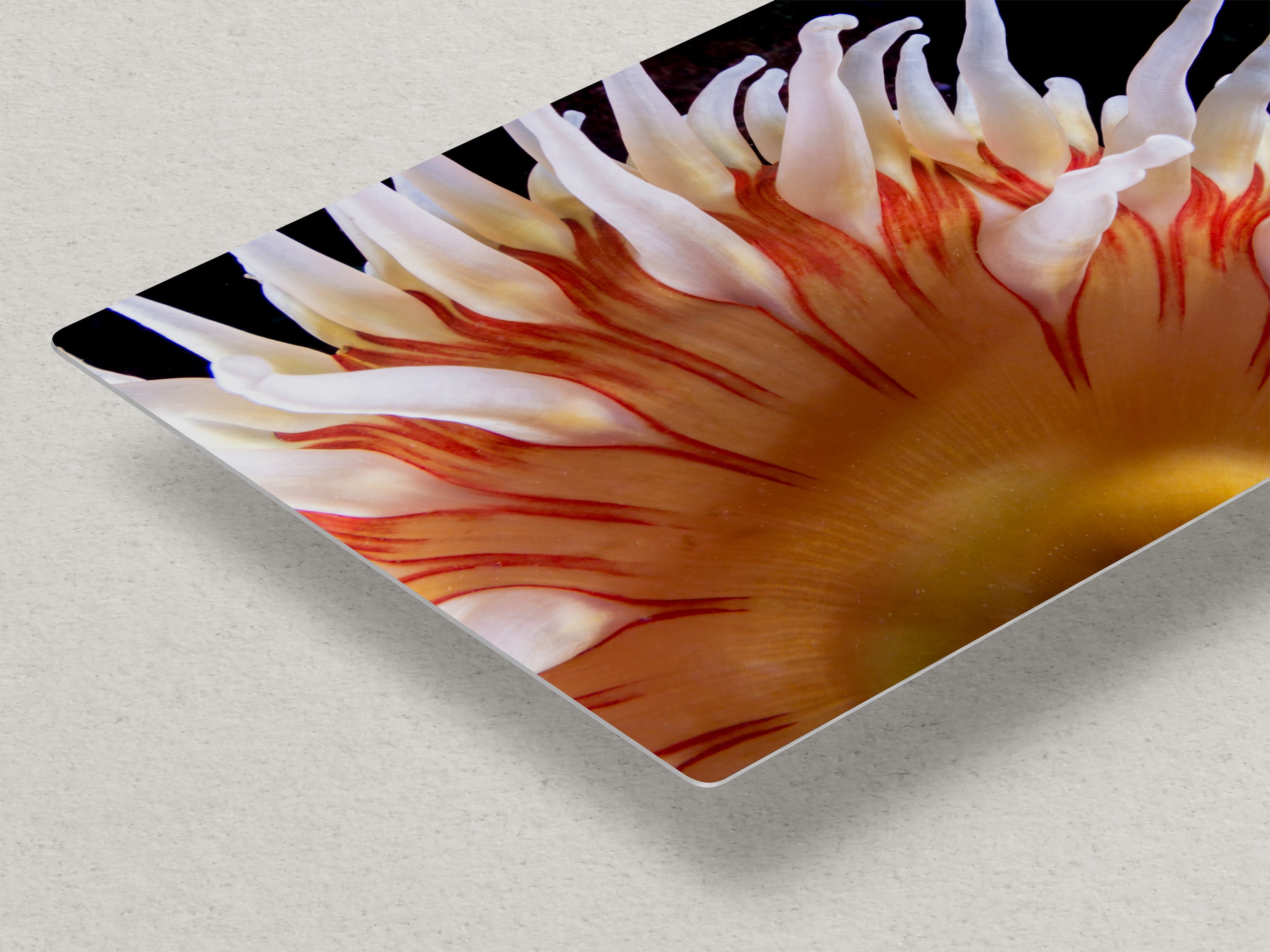 Sea Anemone Picture Ocean Life Underwater Scenery Nature Photo, Marine Biology Coral Reef Art