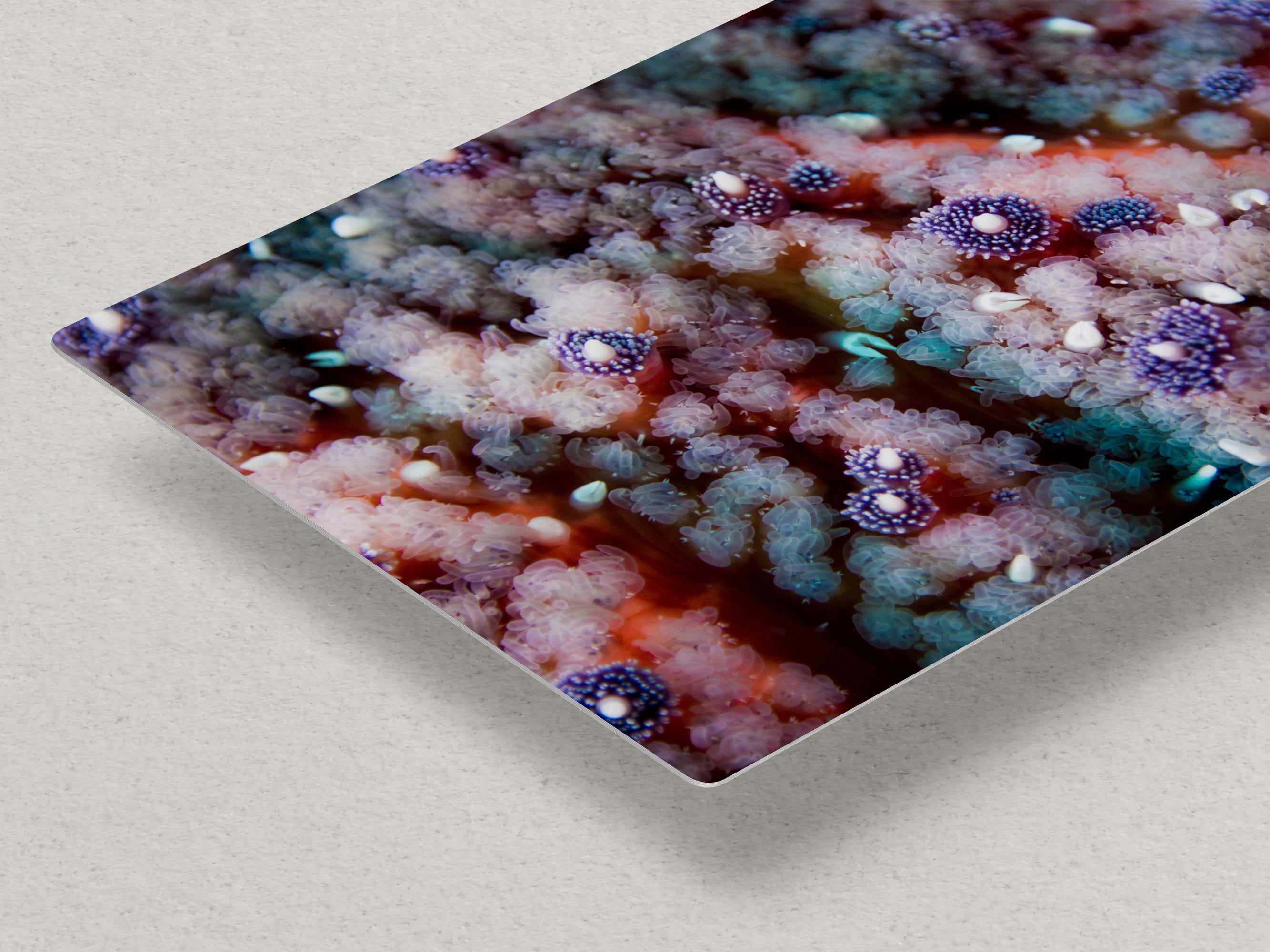 Ocean Life Starfish Photo, Marine Biology Underwater Scenery, Vibrant Coral Reef, Nature Photography for Office Decor, Relaxation Artwork