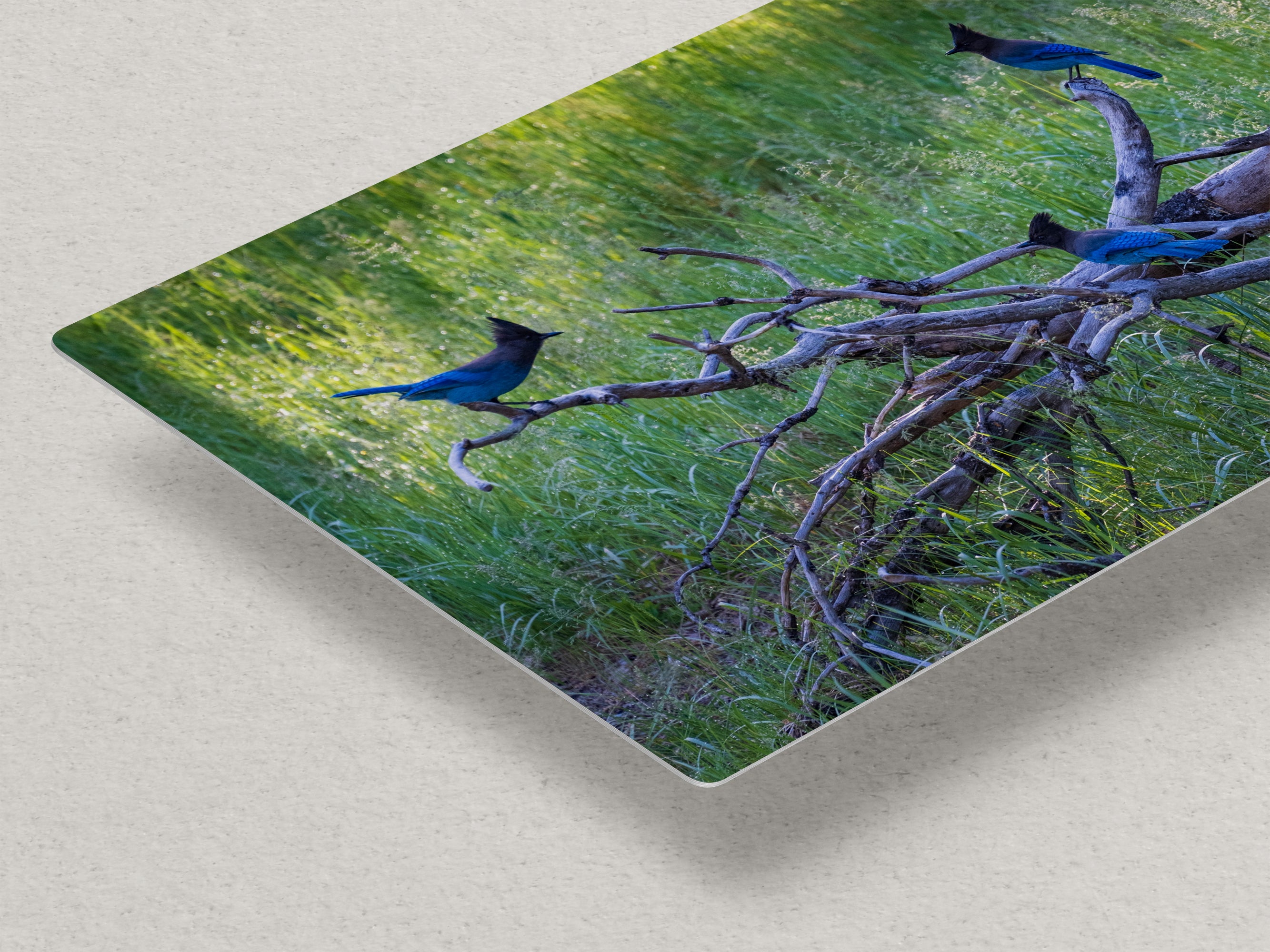 Steller Jay Wildlife Photography Print, Bird Wall Art, Nature Photography, Blue Bird Picture, Relaxing Dorm Room or Office Wall Art