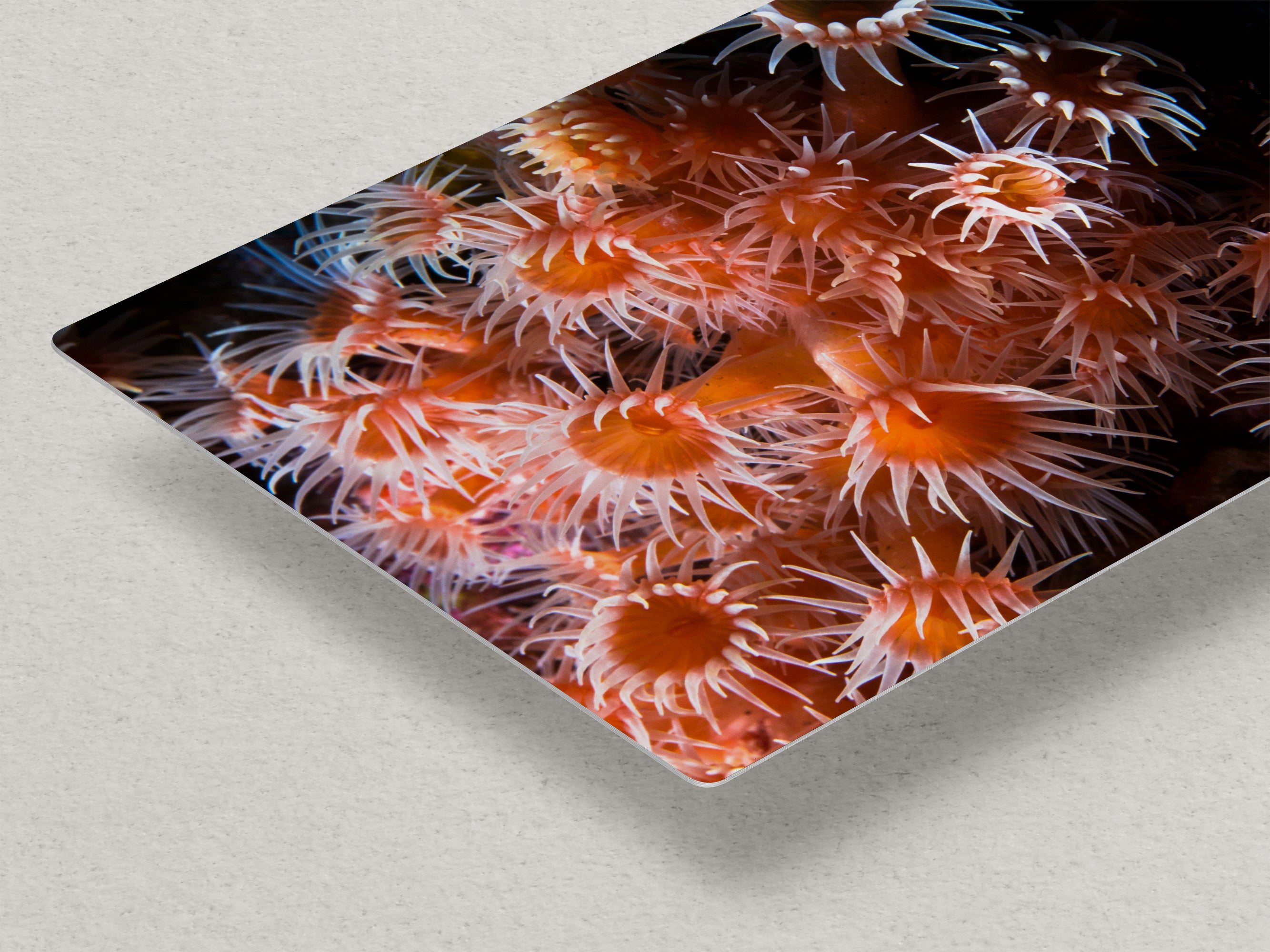 Sea Anemone Picture Ocean Life Underwater Scenery Nature Photo, Marine Biology Wall Art, Vibrant Orange Zoanthid Coral Reef, Ocean Decor