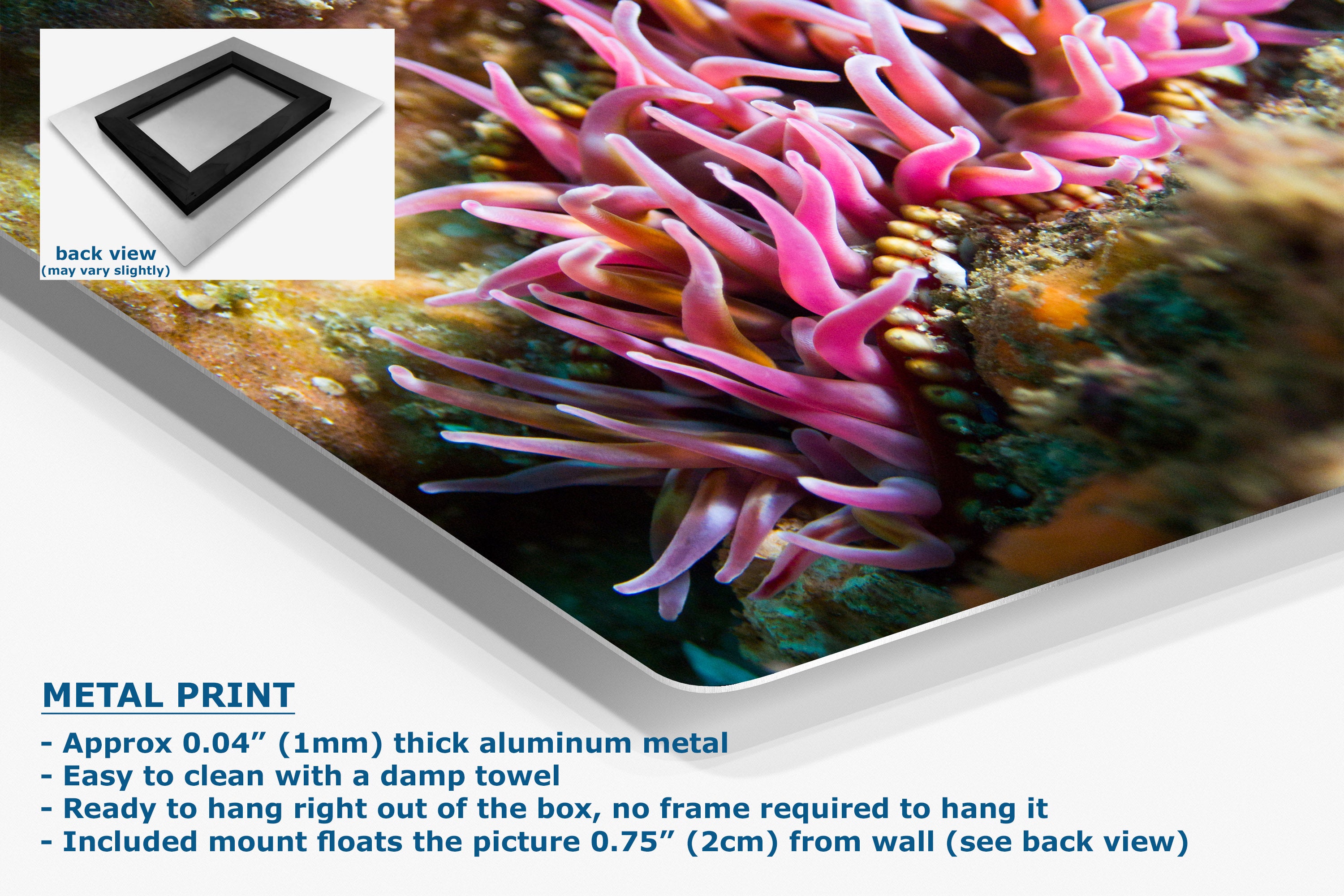 Metal print canvas featuring a vivid close-up of pink anemones on a rocky coral reef, shown at an angle with product details and text on a white background. Includes a small back-view inset and mounting information.