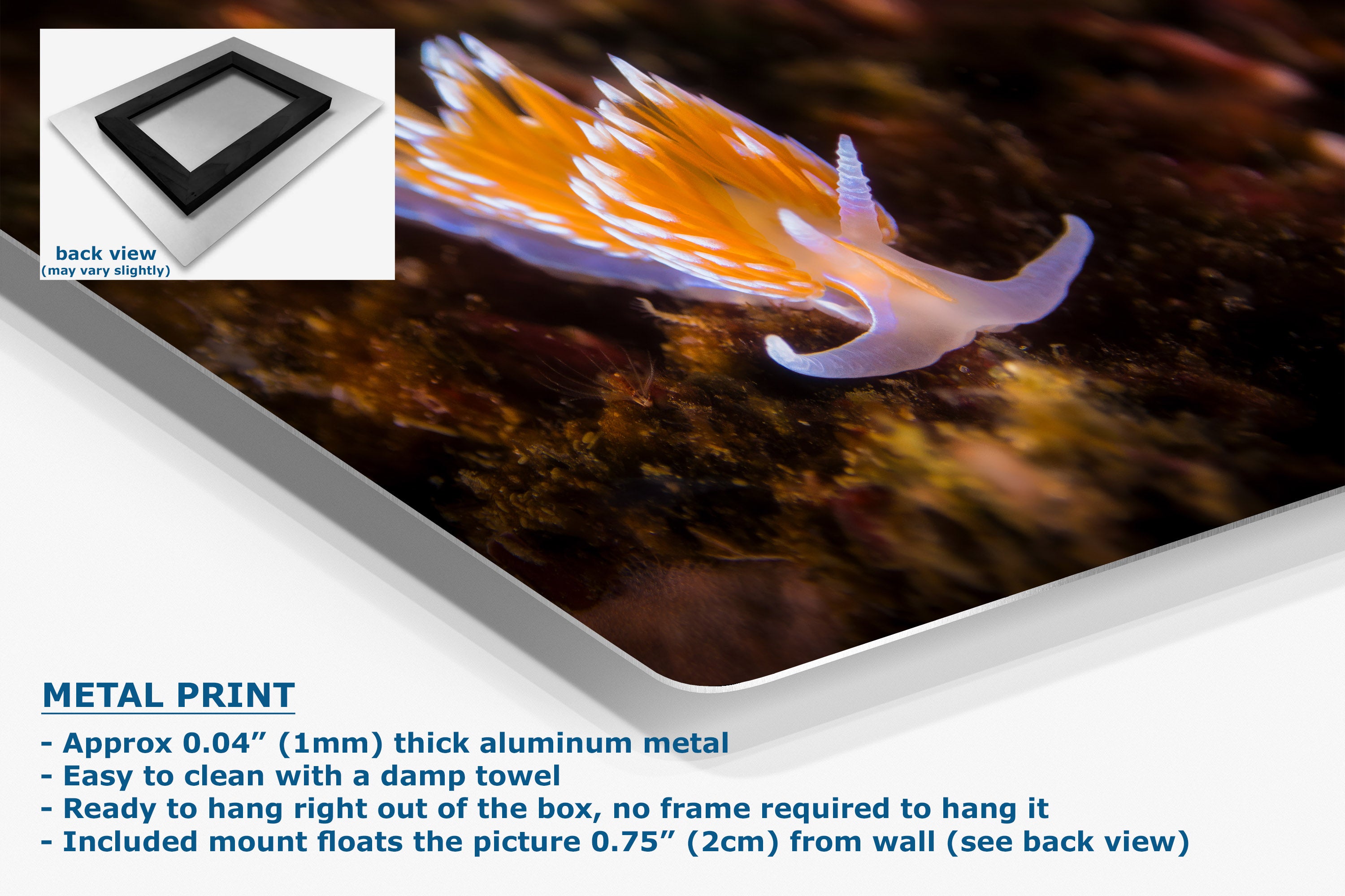 Metal print poster featuring a close-up photograph of an orange and white nudibranch on a dark ocean background, shown at an angle with product details and text overlays on a white background.