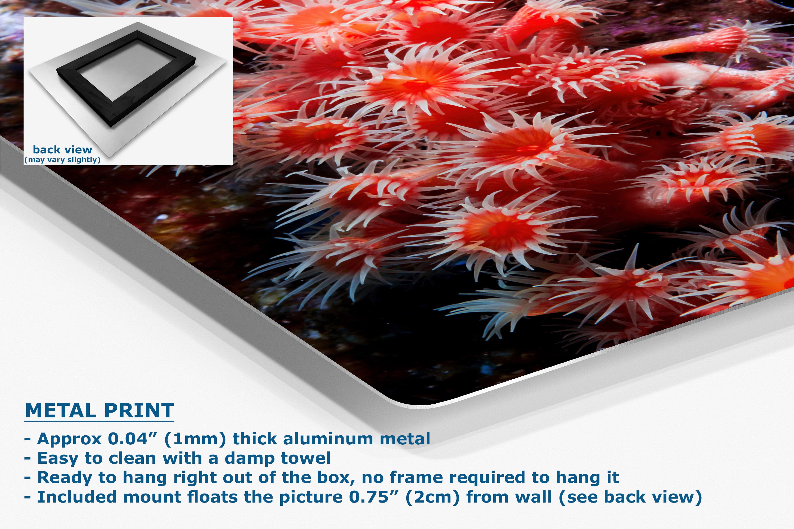 A metal print poster featuring a close-up photograph of bright red and orange sea anemones, shown at an angle with a white background and product feature text. A small inset shows the back view of the print with a black frame mount.