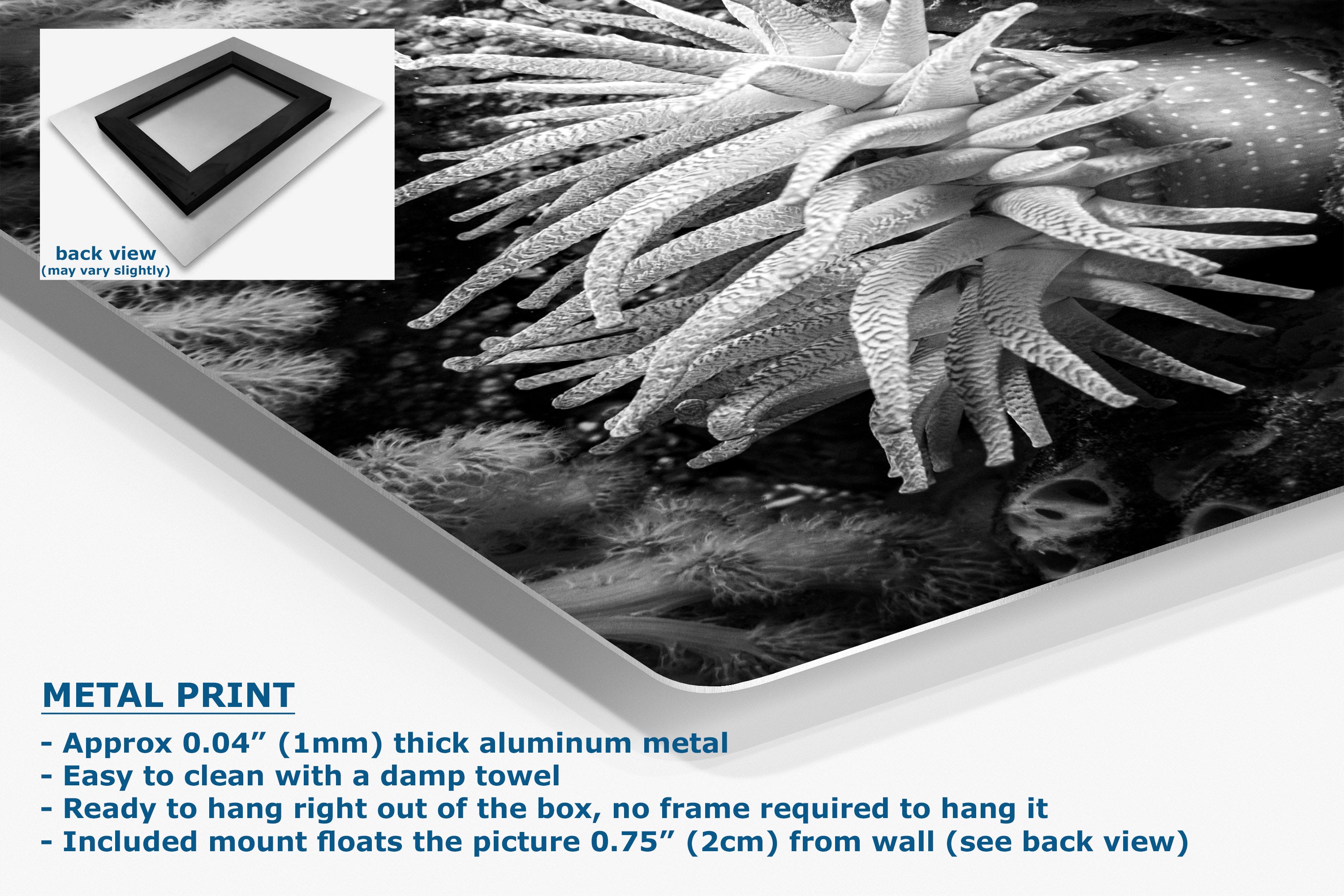 A large rectangular wall art print showing a black-and-white close-up of a sea anemone, displayed at an angle with a small inset back view and product text on a white background.