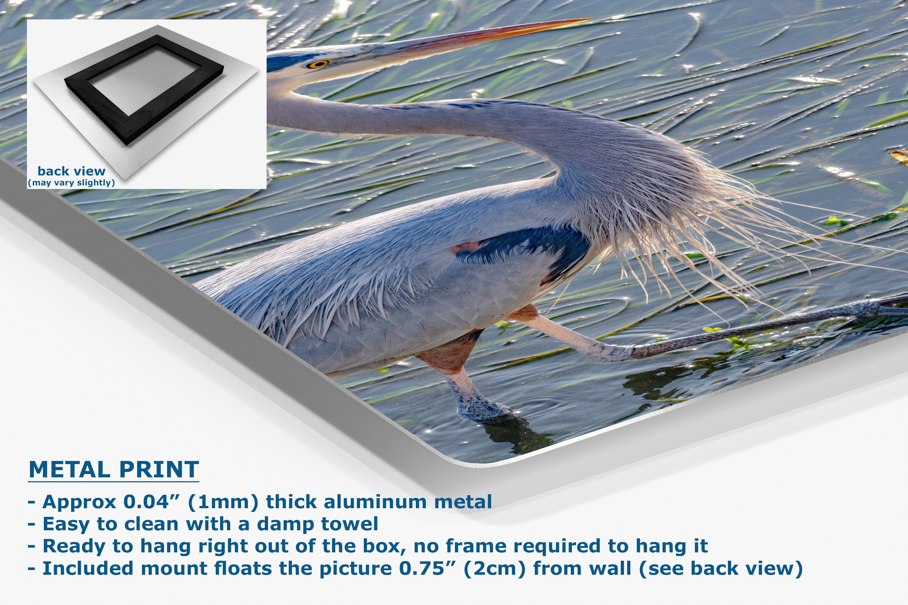 A metal print of a blue heron walking through shallow water, shown as a product listing graphic with a back-view inset, product features text, and a white background.