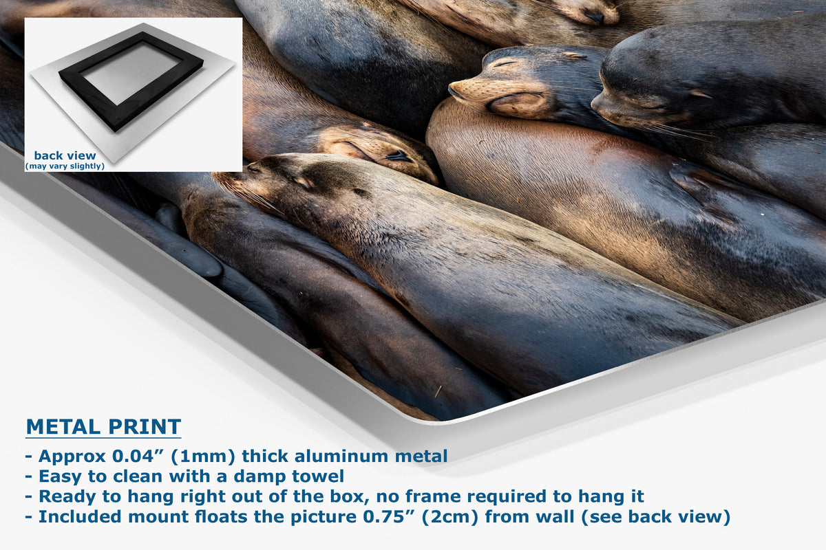 A metal wall art print showing a close-up photograph of sea lions, presented at an angle with product text and a small back-view inset. The text highlights the metal print material and mounting details.