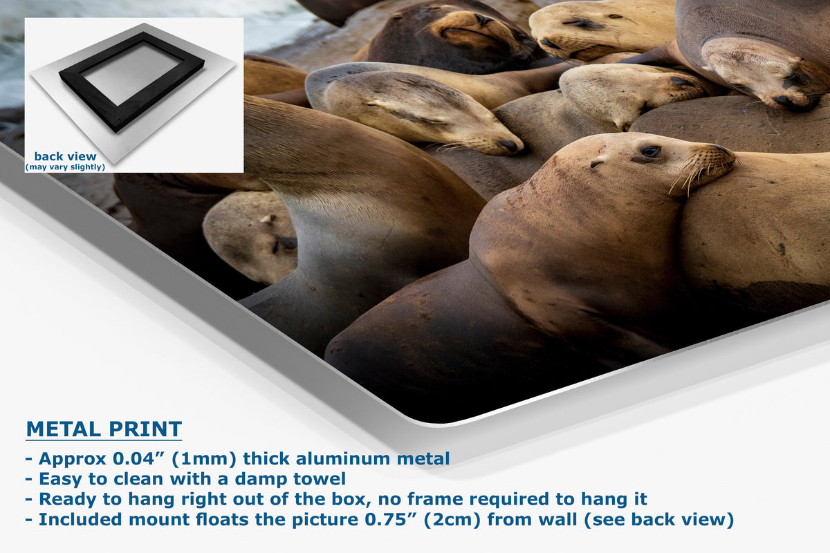 A corner view of an aluminum metal print panel featuring a photographic image of sea lions, shown at an angle with a small inset back view and text describing the product features.