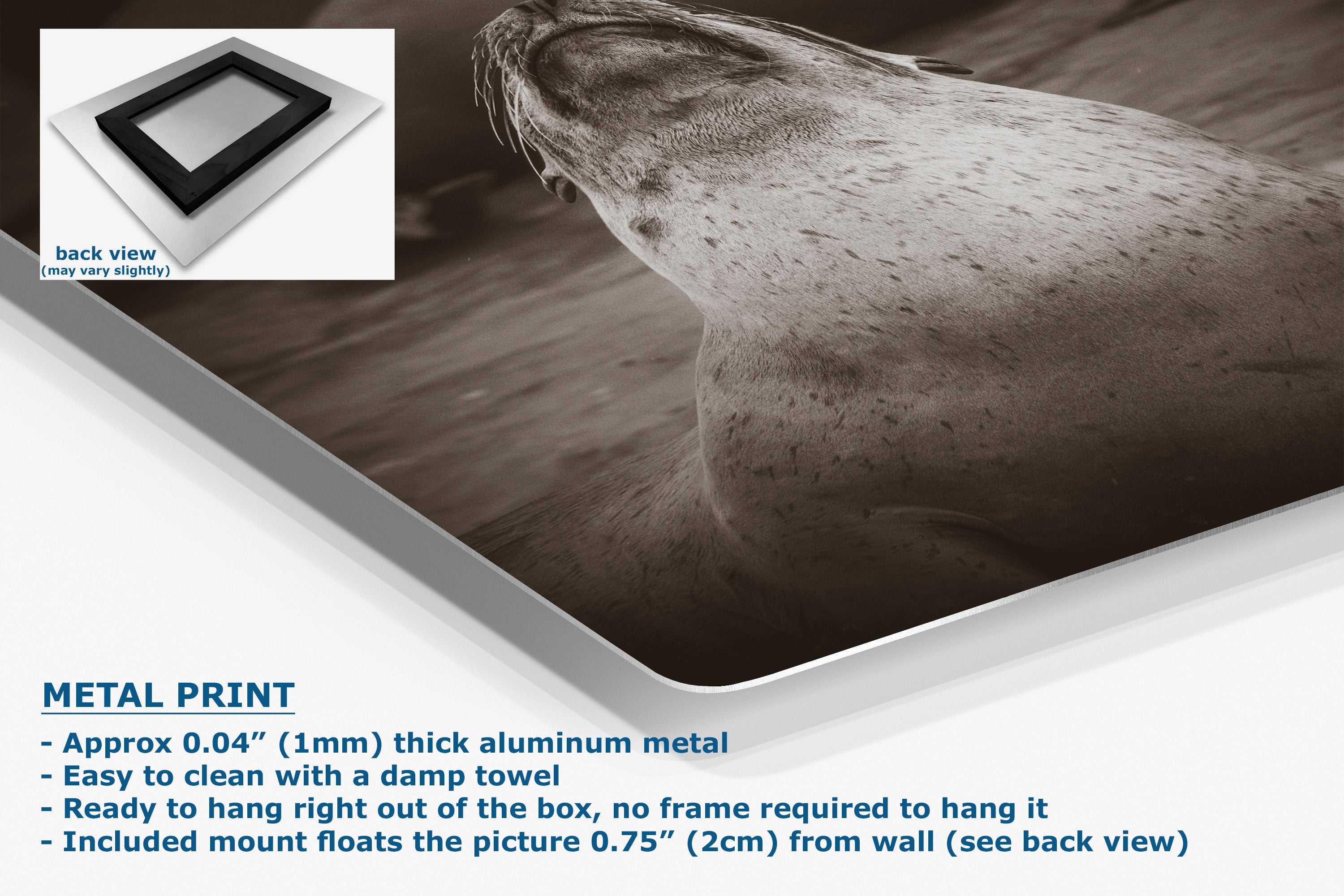 A large wall-mounted aluminum metal print showing a sepia-toned seal or sea lion close-up, with product details and a small back-view inset on a white background.