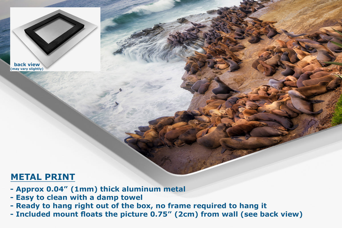 A metal print canvas featuring a photograph of a rocky coastline crowded with sea lions, shown at an angle with product specifications and a small back-view inset on a white background.