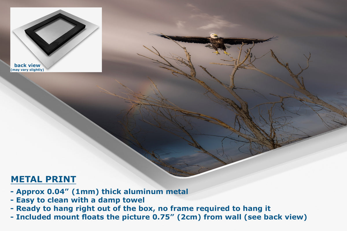 A corner view of an aluminum metal wall art print showing an eagle flying over bare tree branches against a cloudy sky, displayed at an angle with a small inset back view and product text describing the metal print details.