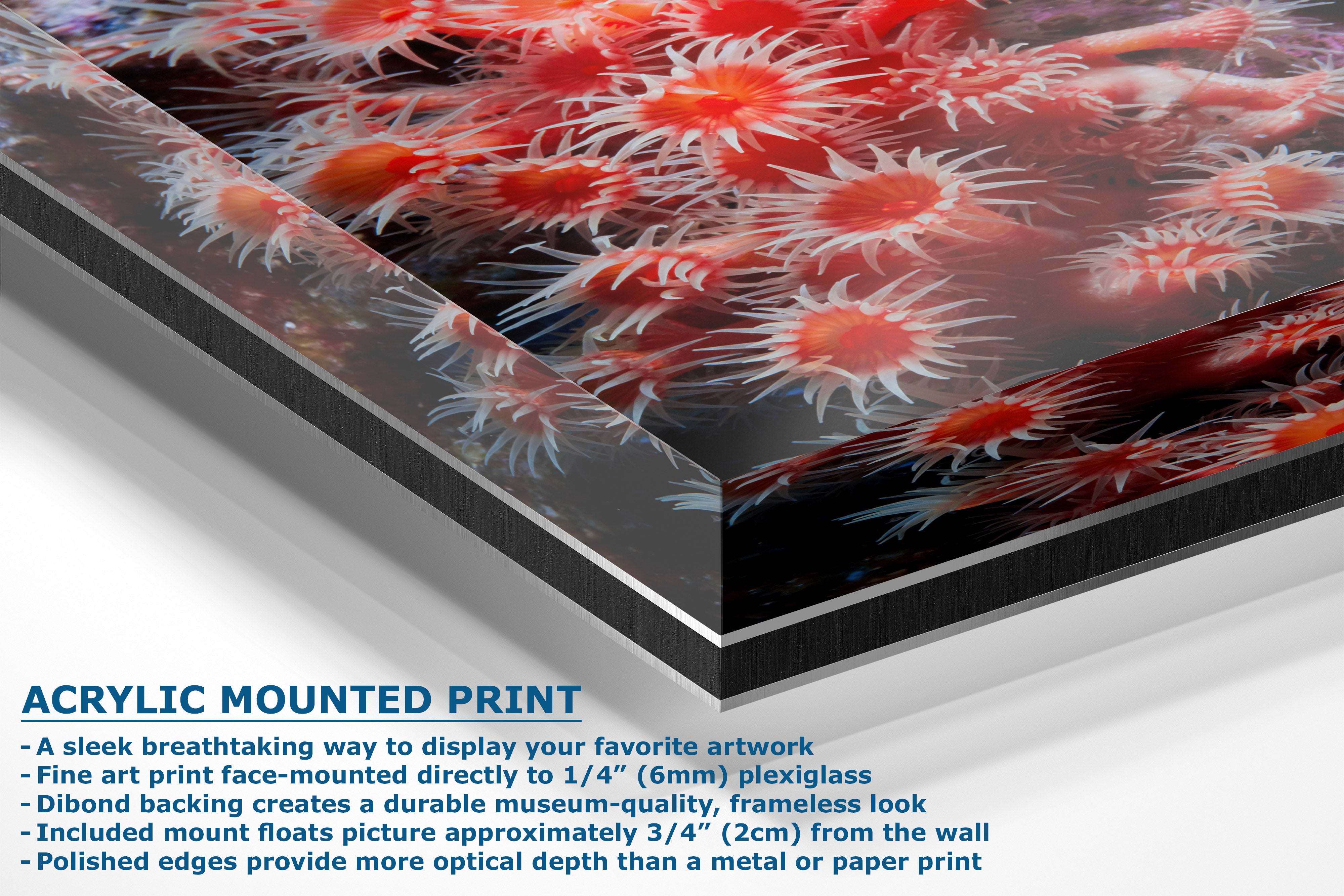 Acrylic mounted art print featuring a close-up photograph of red and white sea anemones under clear acrylic, shown with a glossy finish and product feature text on a white background.
