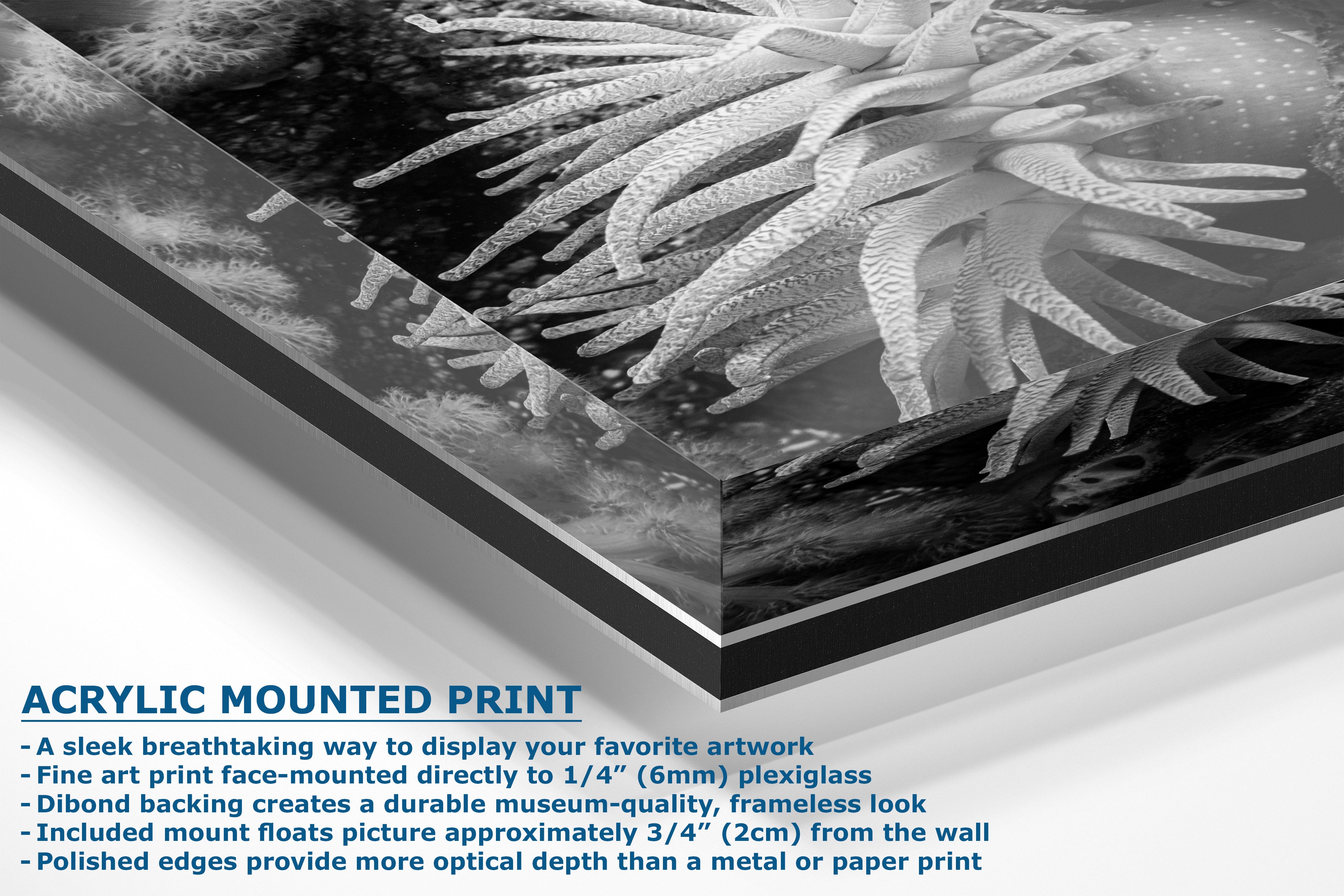 A black acrylic mounted art print featuring a black and white photograph of sea anemones, shown at an angle with descriptive text detailing its features.