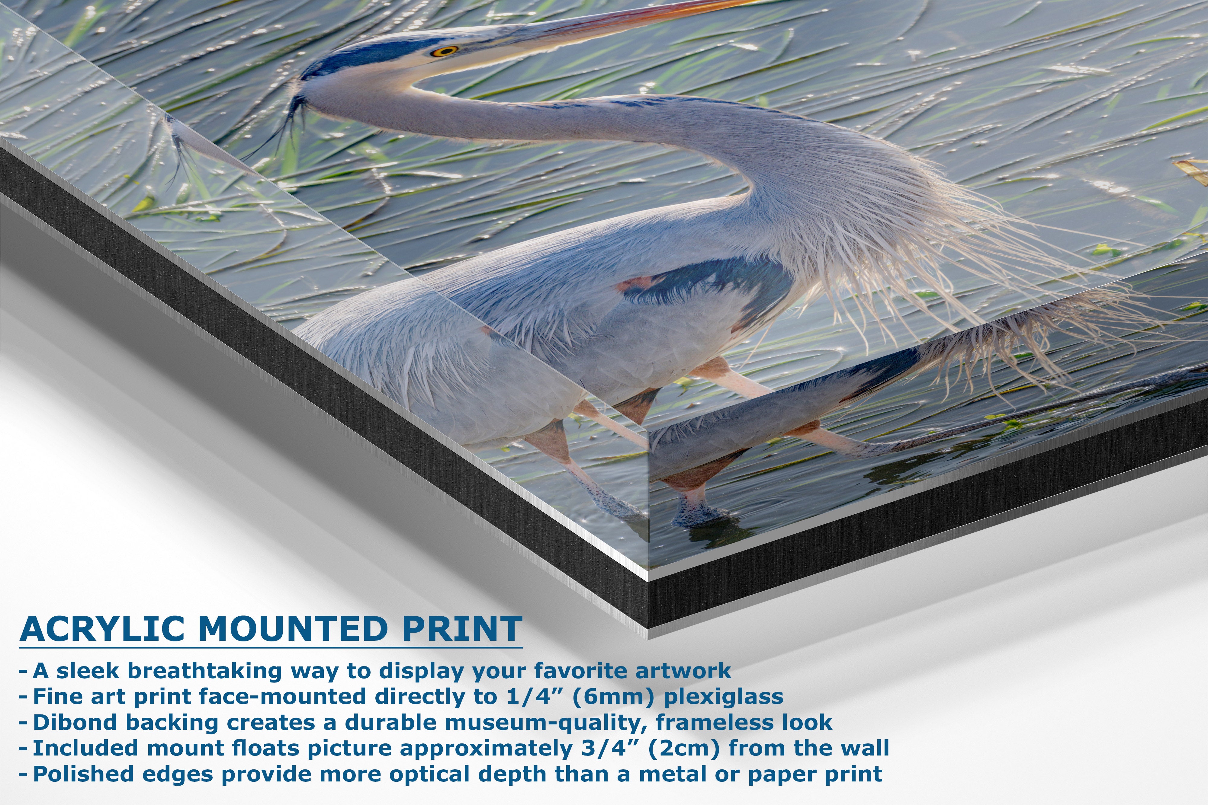 Acrylic mounted art print featuring a close-up photograph of a white heron standing in shallow water, shown at an angle with product text overlay on a light gray background.