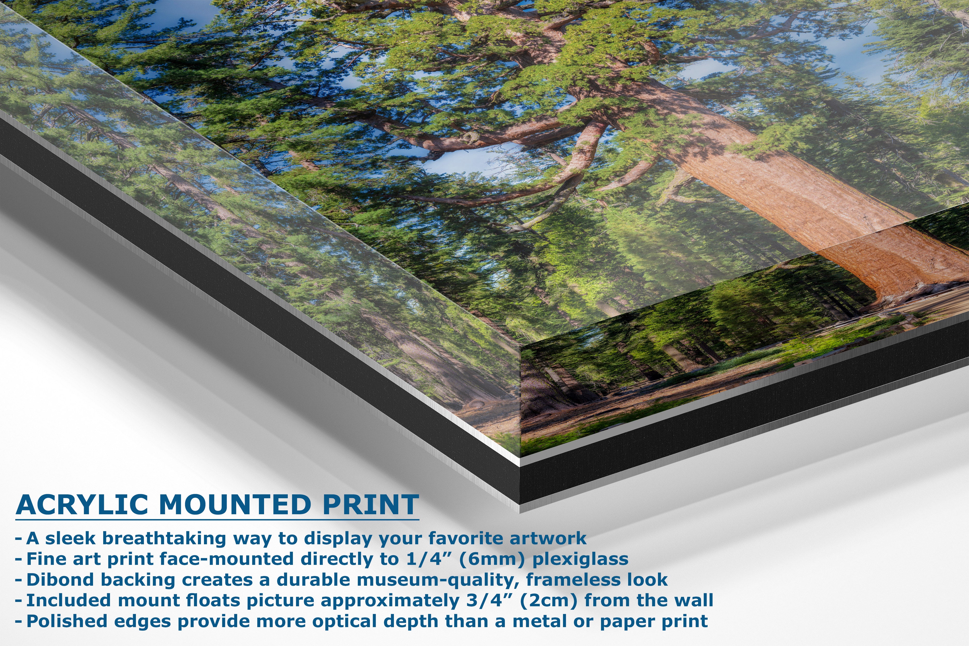 Acrylic mounted art print of a forest scene with trees and a brown tree trunk, shown at an angle with descriptive text on a white background.