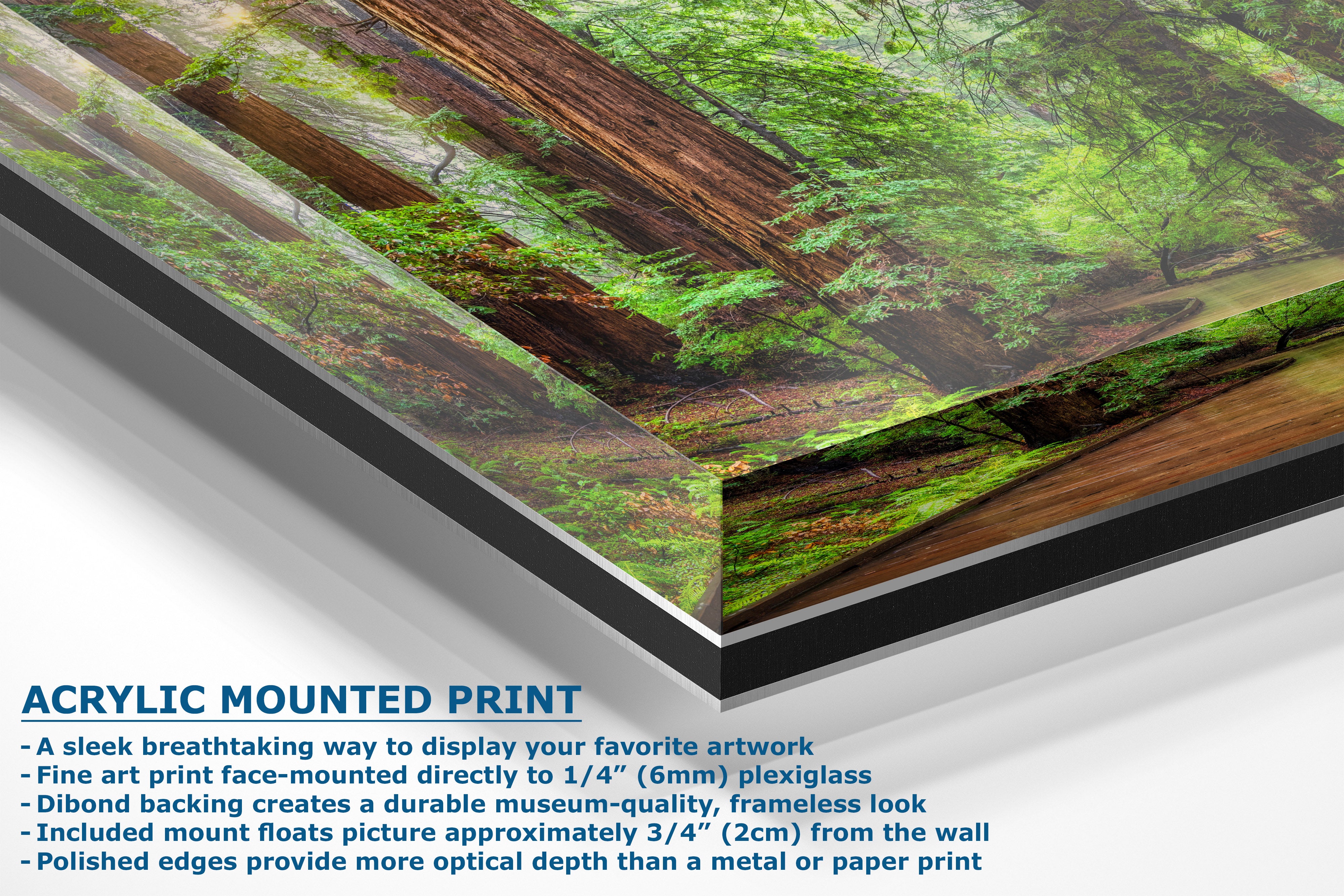 Acrylic mounted art print of a forest scene with green moss and brown tree trunks, shown at an angle with product details and text on a white background.