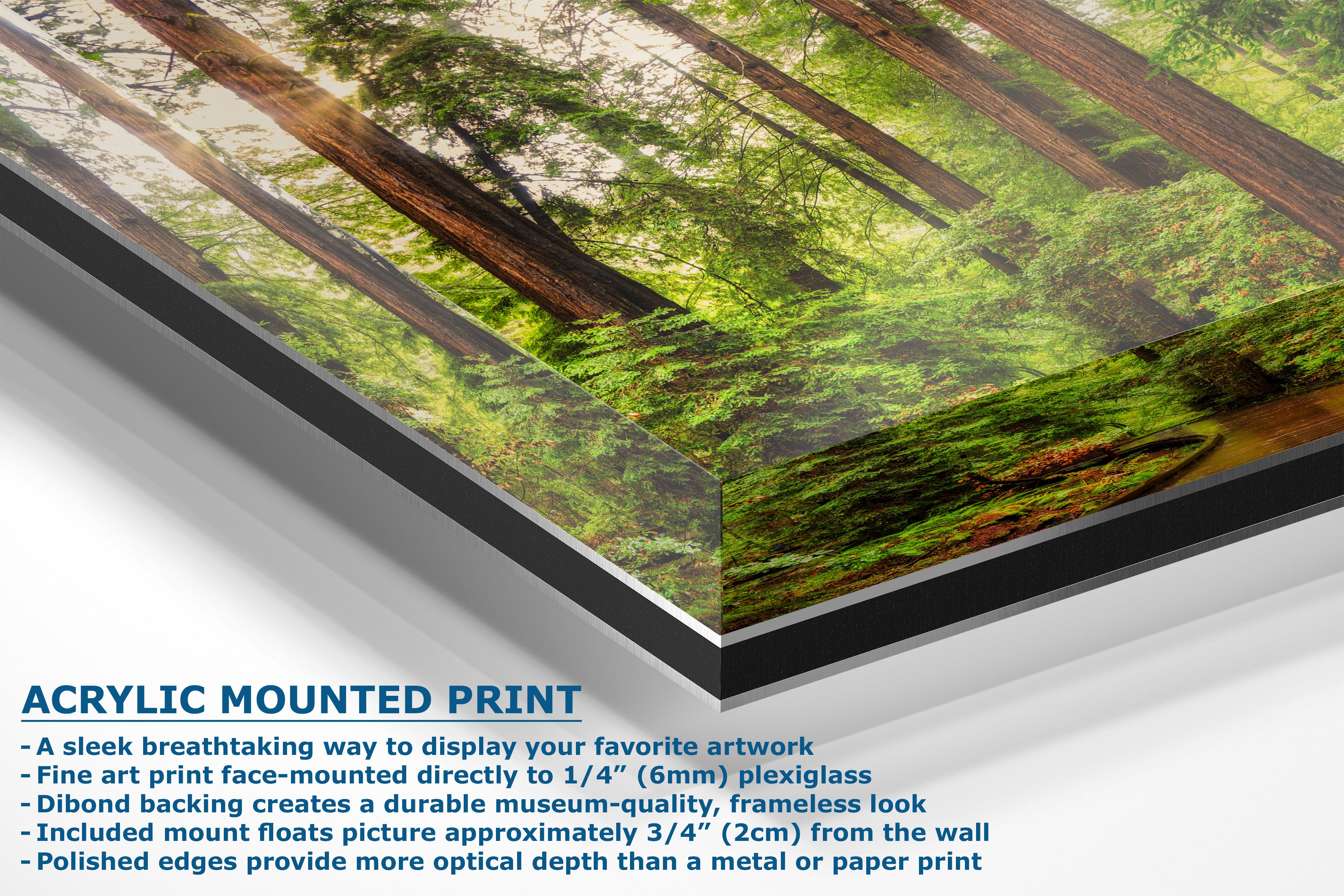 Acrylic mounted art print of a redwood forest, showing the 3D thickness of the mount and a detailed product feature list on a white background.