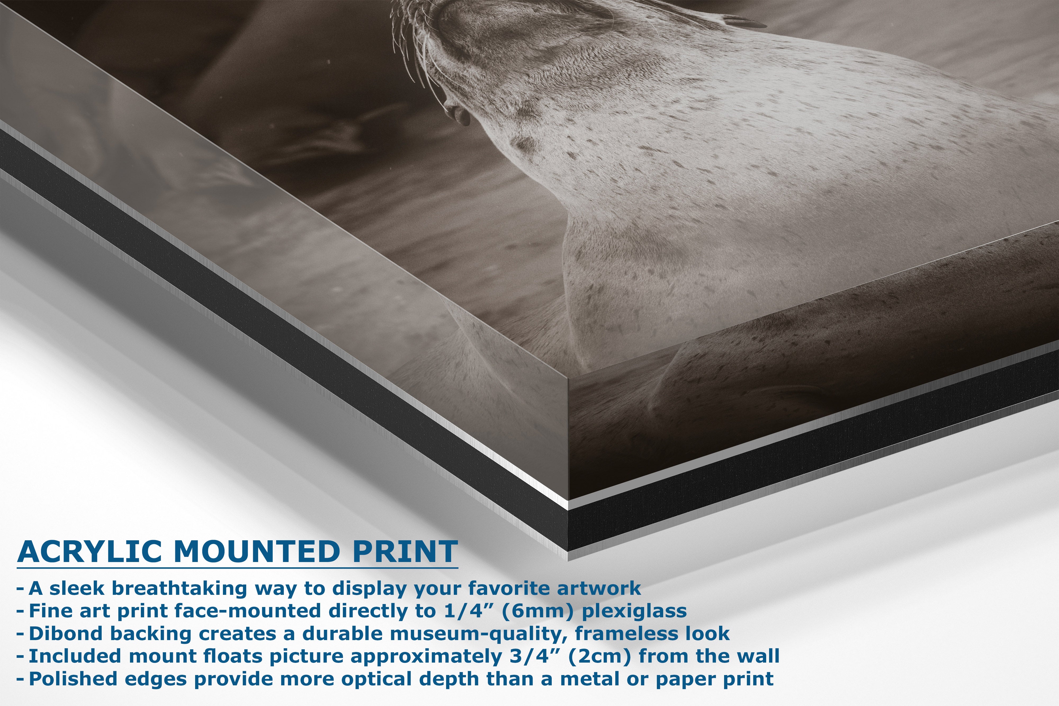 Acrylic mounted art print featuring a close-up photograph of a seal, shown at an angle with product specifications text overlaid on a white background.