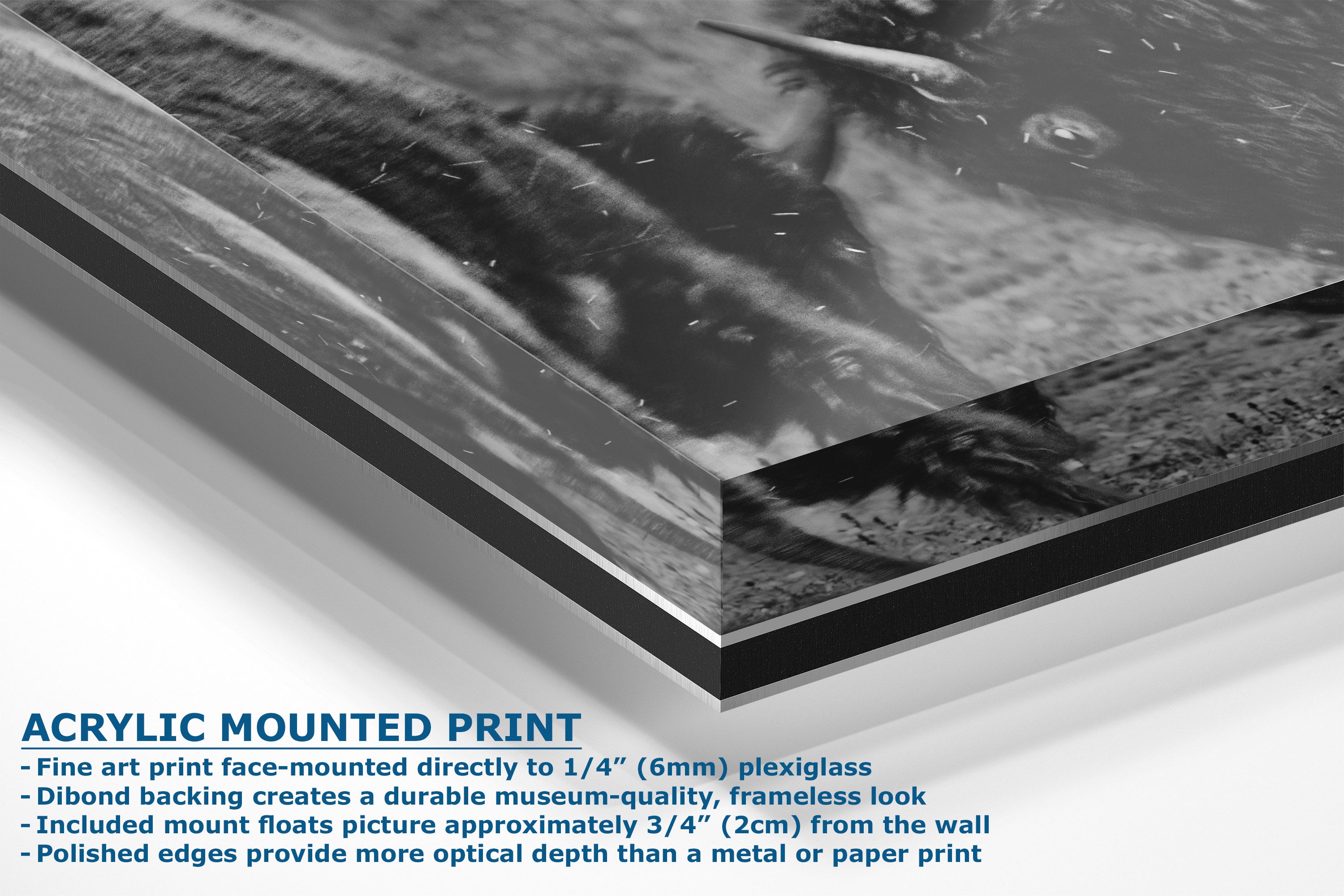 Acrylic mounted art print showing a black and white photograph with descriptive text detailing the mounting and frameless look on a white background.