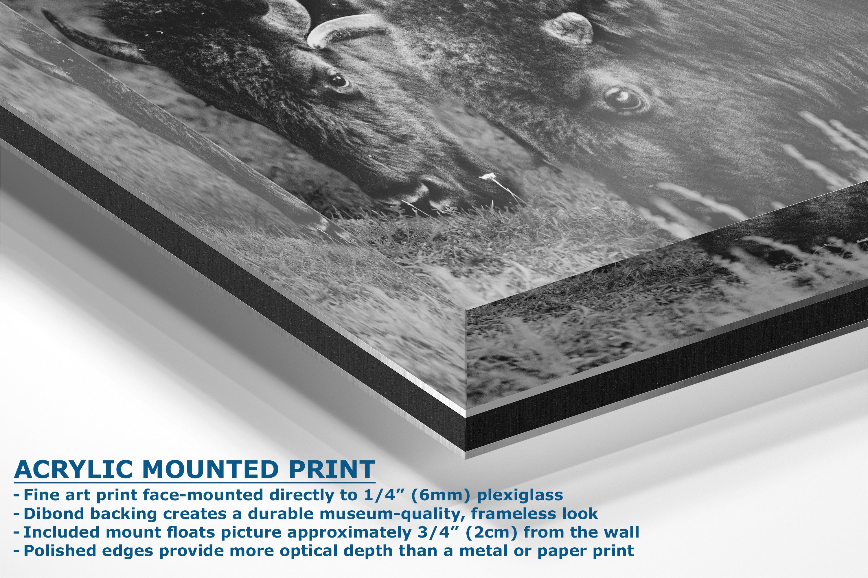 Acrylic mounted art print showing a black and white close-up photograph of two bison with product details and dimensions listed in blue text at the bottom left.