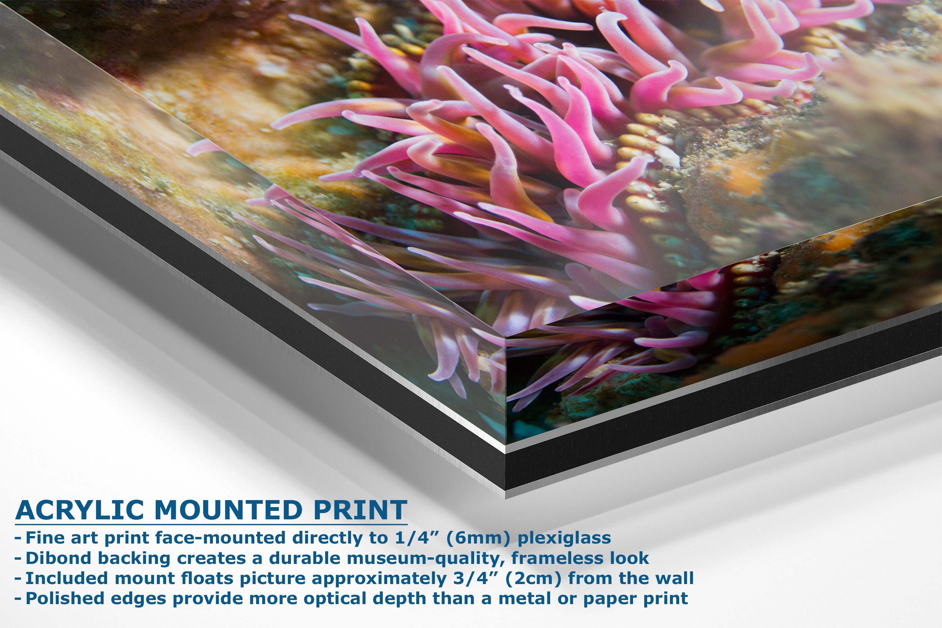 Acrylic mounted art print featuring a close-up photograph of pink sea anemones in an underwater scene, shown at an angle with descriptive text on a white background.