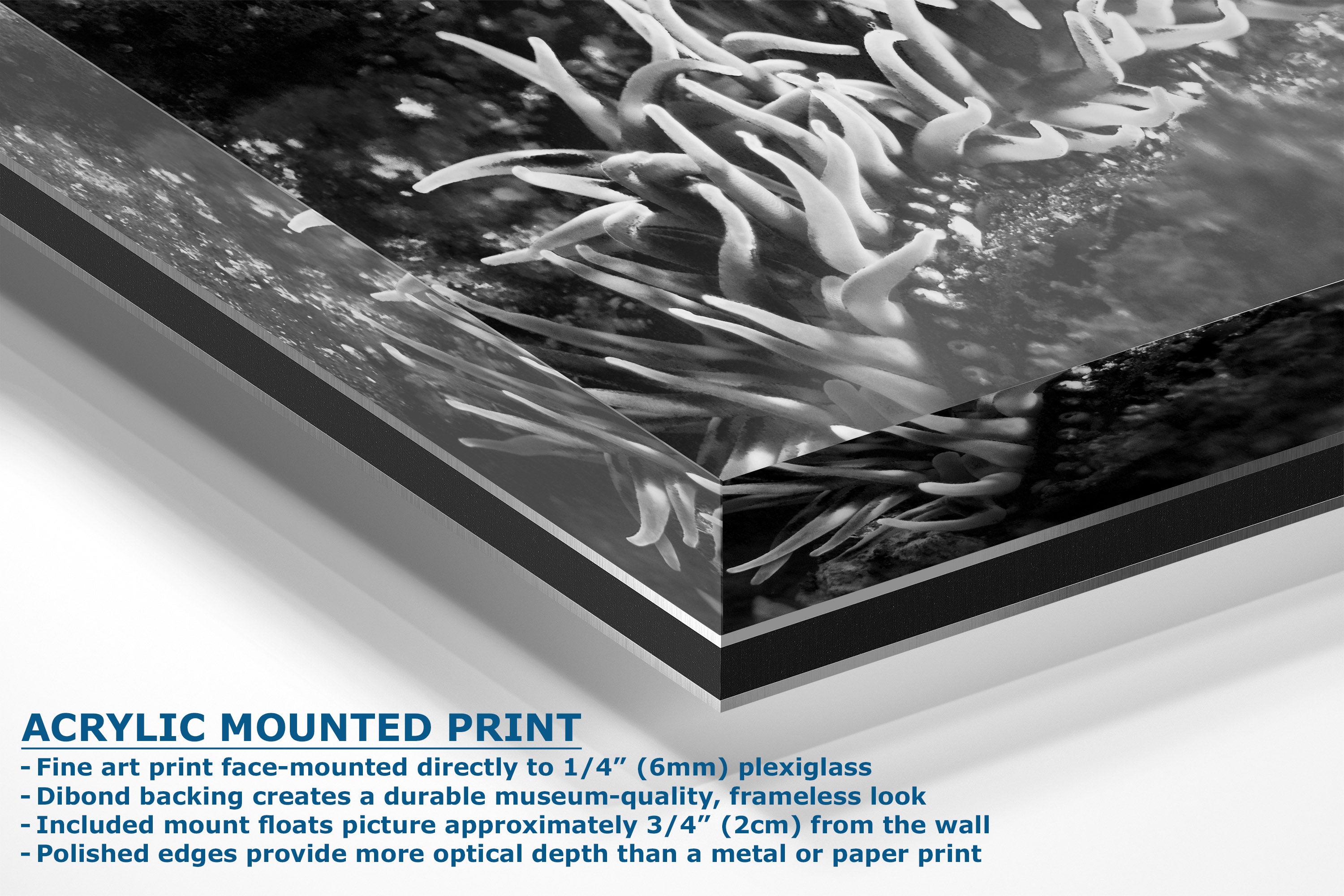 Acrylic mounted art print showing a black and white photograph of sea anemones, with text detailing the frameless mounting process on a white background.