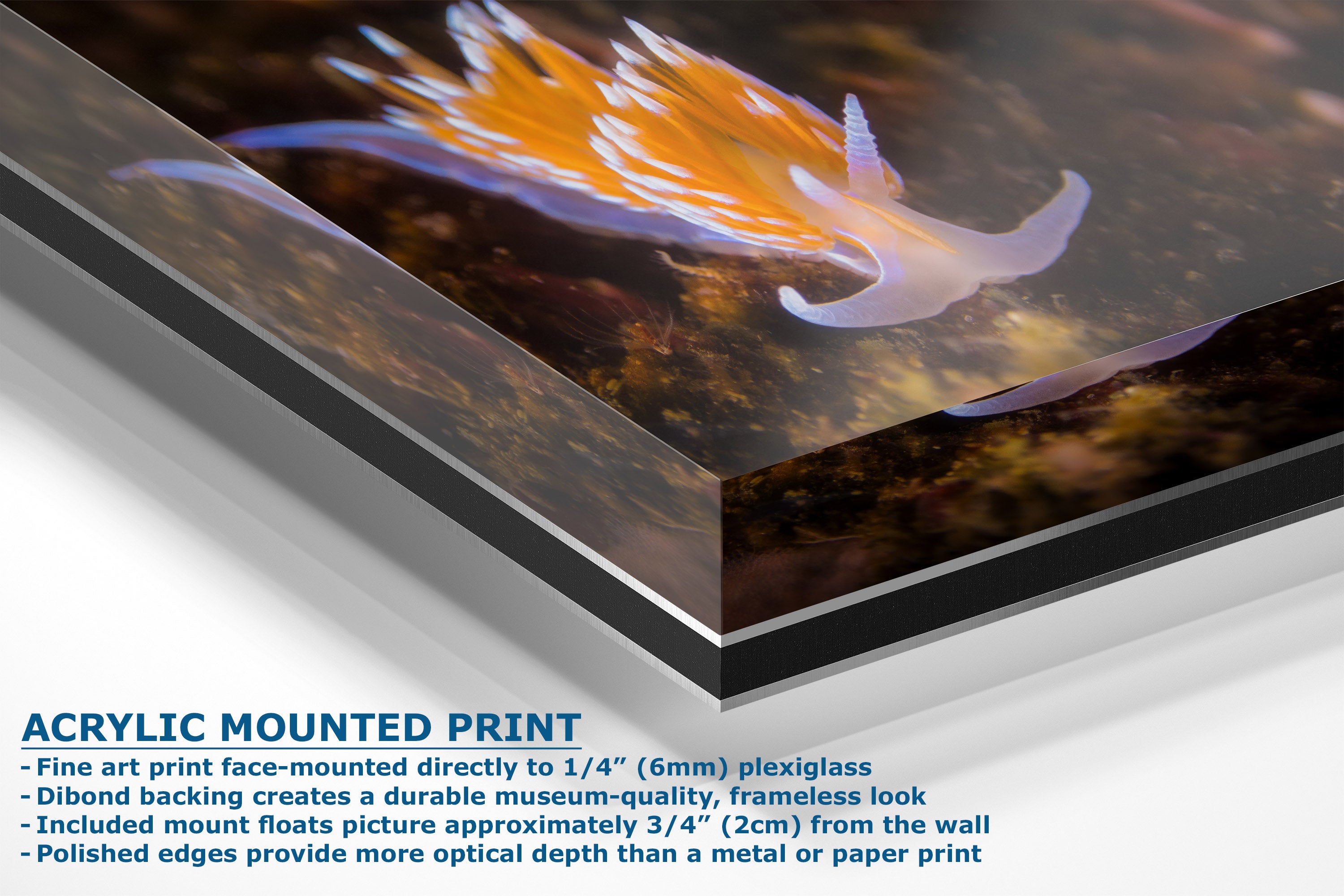 Acrylic mounted art print featuring a close-up photograph of a white nudibranch sea slug on a dark, textured ocean background. The print is shown at an angle with a thick black acrylic mount visible on the left edge.