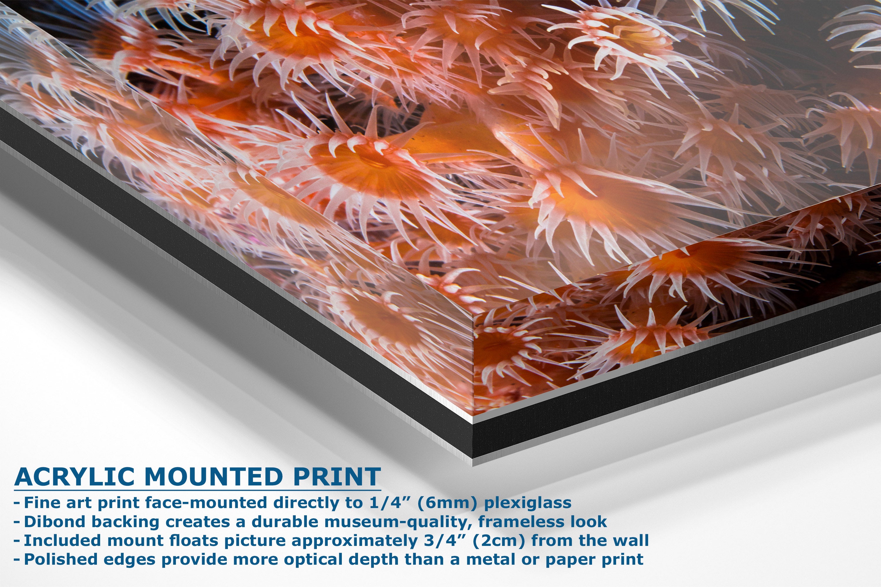 Acrylic mounted art print featuring a close-up photograph of orange sea anemones, shown at an angle with descriptive text detailing its frameless mounting and plexiglass backing.