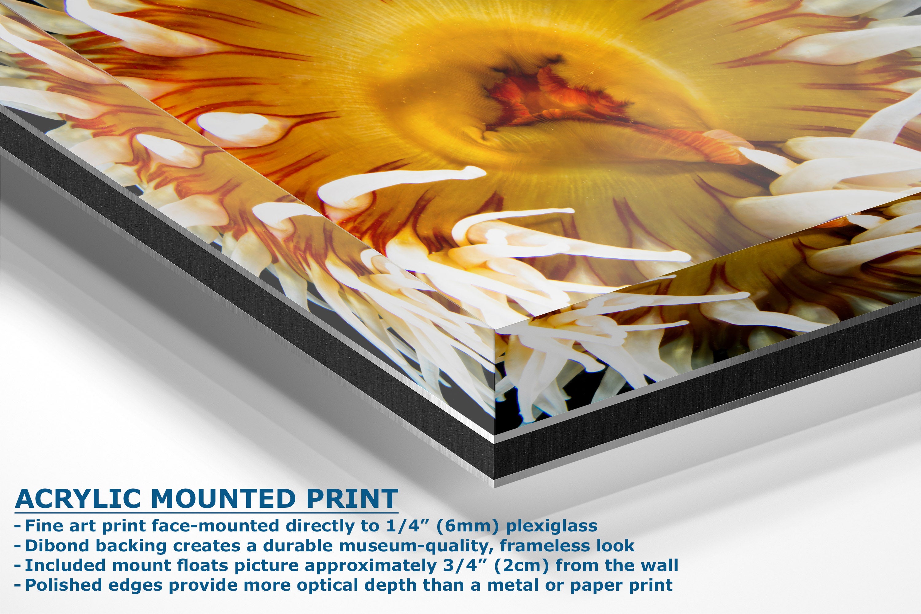 Acrylic mounted art print featuring a close-up abstract anemone design in yellow, orange, white, and brown tones, shown at an angle with product details and text on a white background.