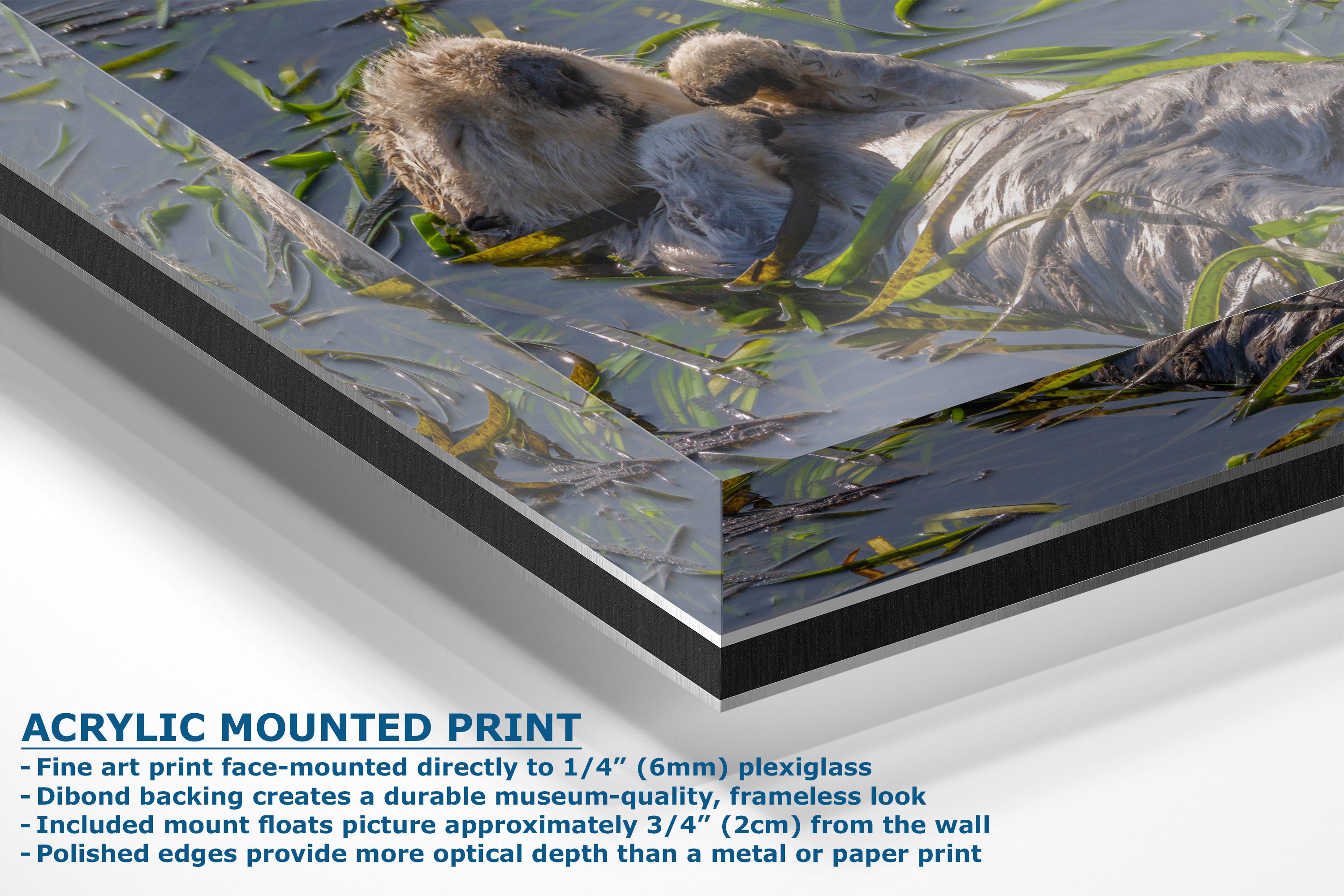 Acrylic mounted art print of a otter in shallow water, shown at an angle with descriptive text overlay detailing the mounting and frame options.