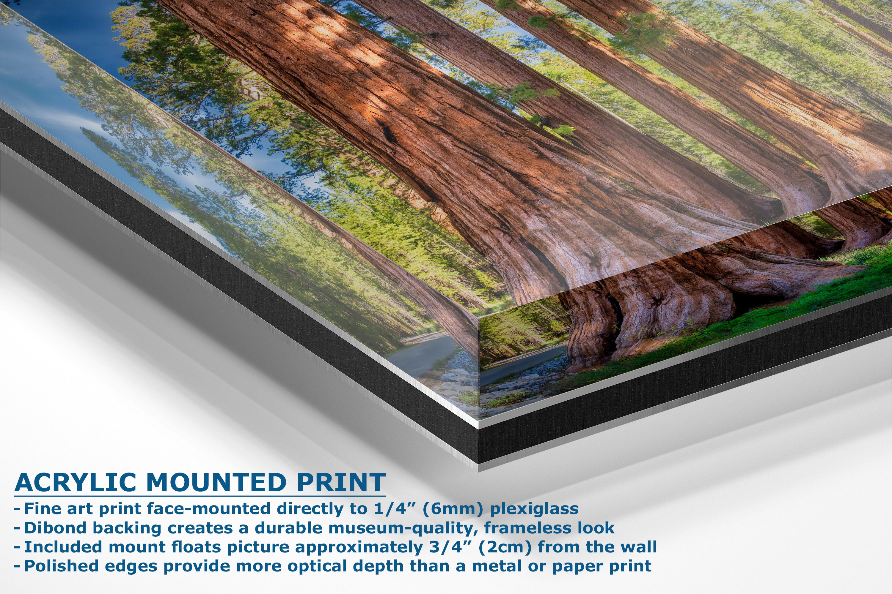 Acrylic mounted art print of a giant redwood tree forest, shown at an angle to display its thick black acrylic frame and backing. Text on the left describes the features of an acrylic mounted print.
