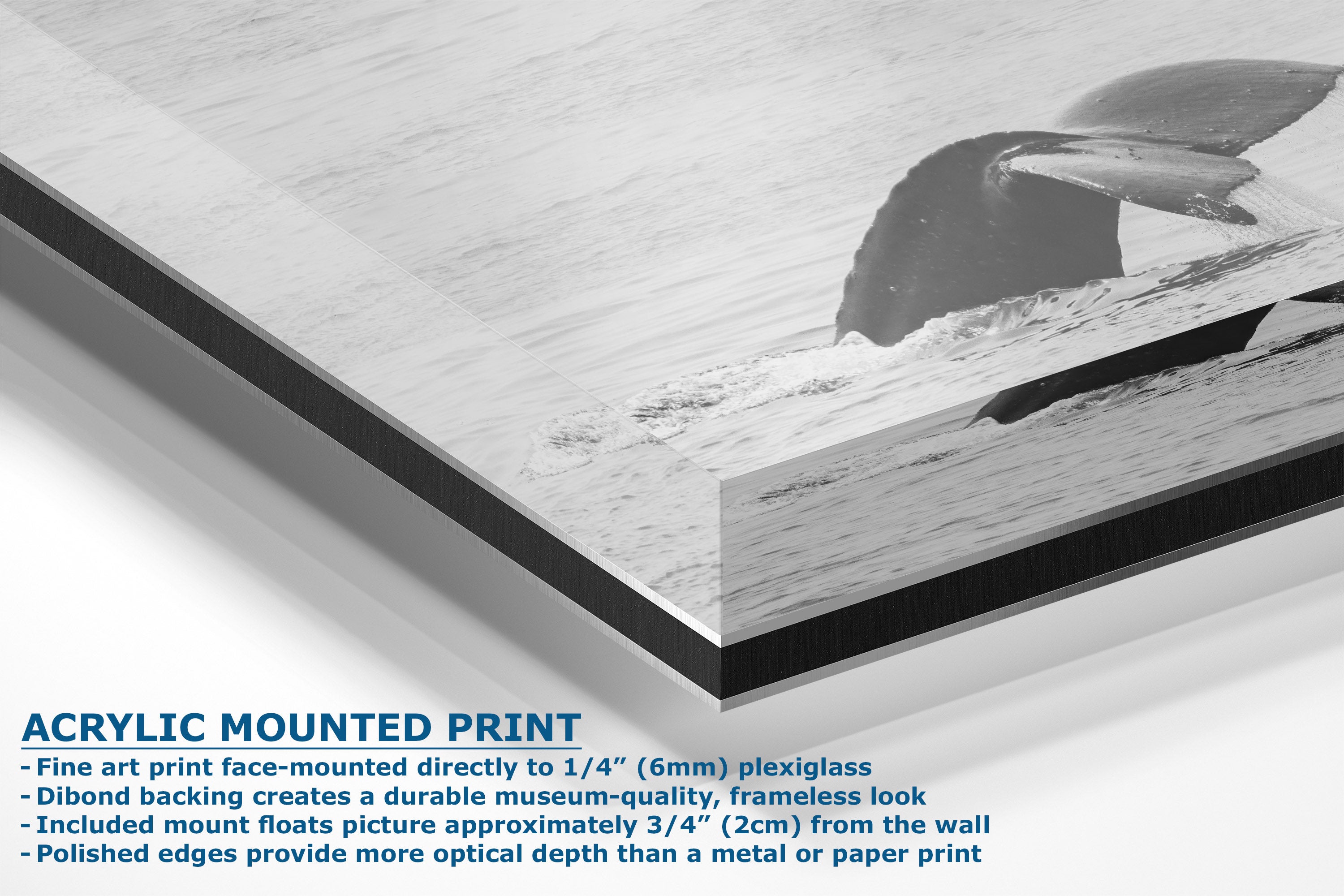 A corner view of an acrylic-mounted art print featuring a black-and-white photograph of a whale diving into the ocean, shown at an angle with product specifications text on a white background.