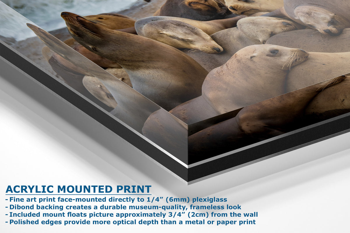 A corner view of an acrylic mounted art print featuring a photographic print of sea lions on a white background with descriptive text detailing the frame-mounting process.