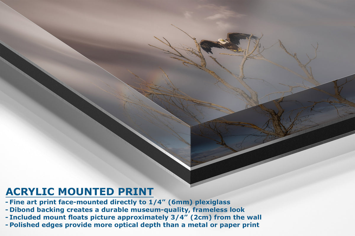 Corner view of an acrylic mounted art print shown at an angle, featuring a dark-toned landscape scene with branches and a bird, with descriptive text on a white background.