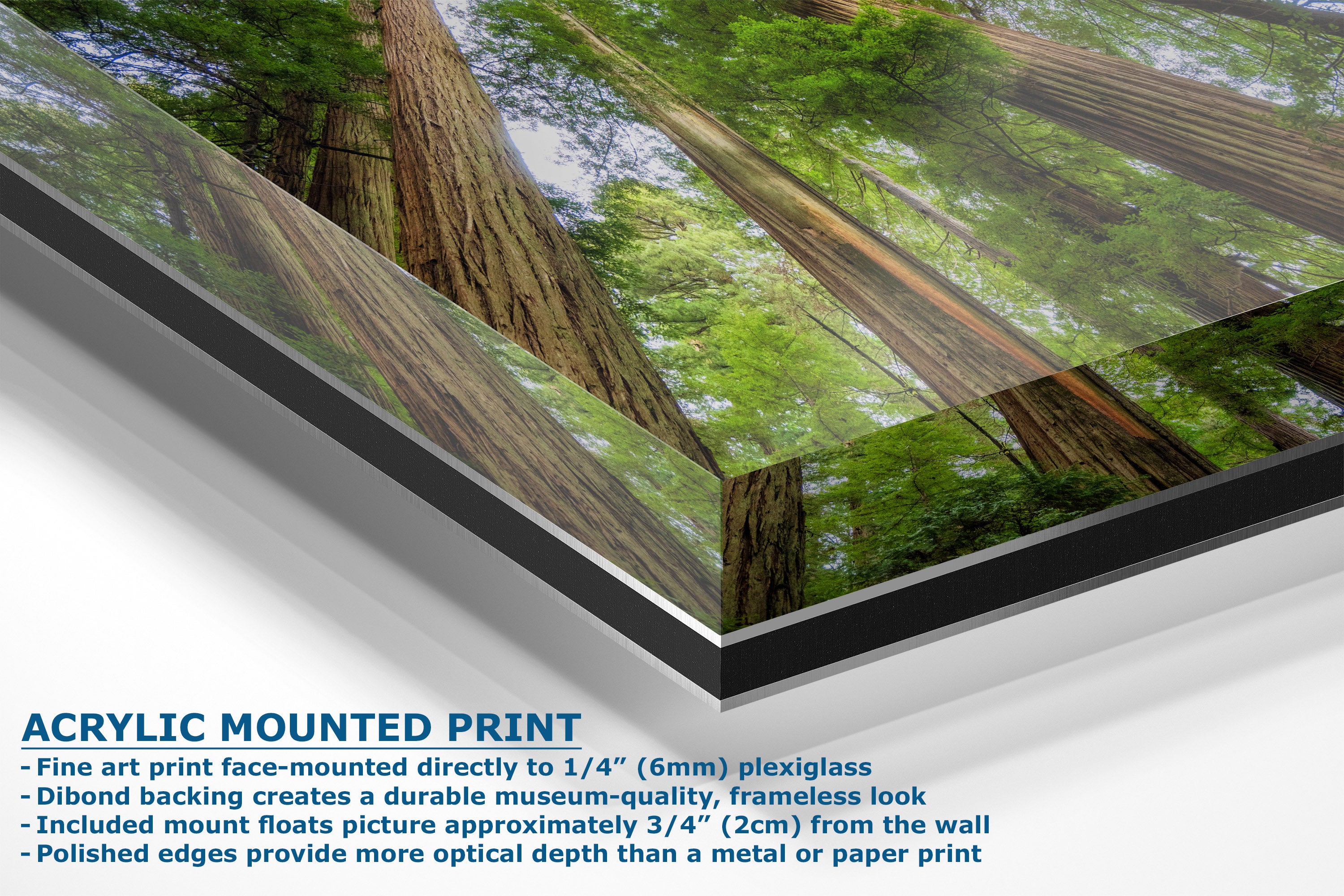 Acrylic mounted art print of redwood trees, showing a close-up perspective of the glossy plexiglass edge and mounting details with descriptive text overlay.