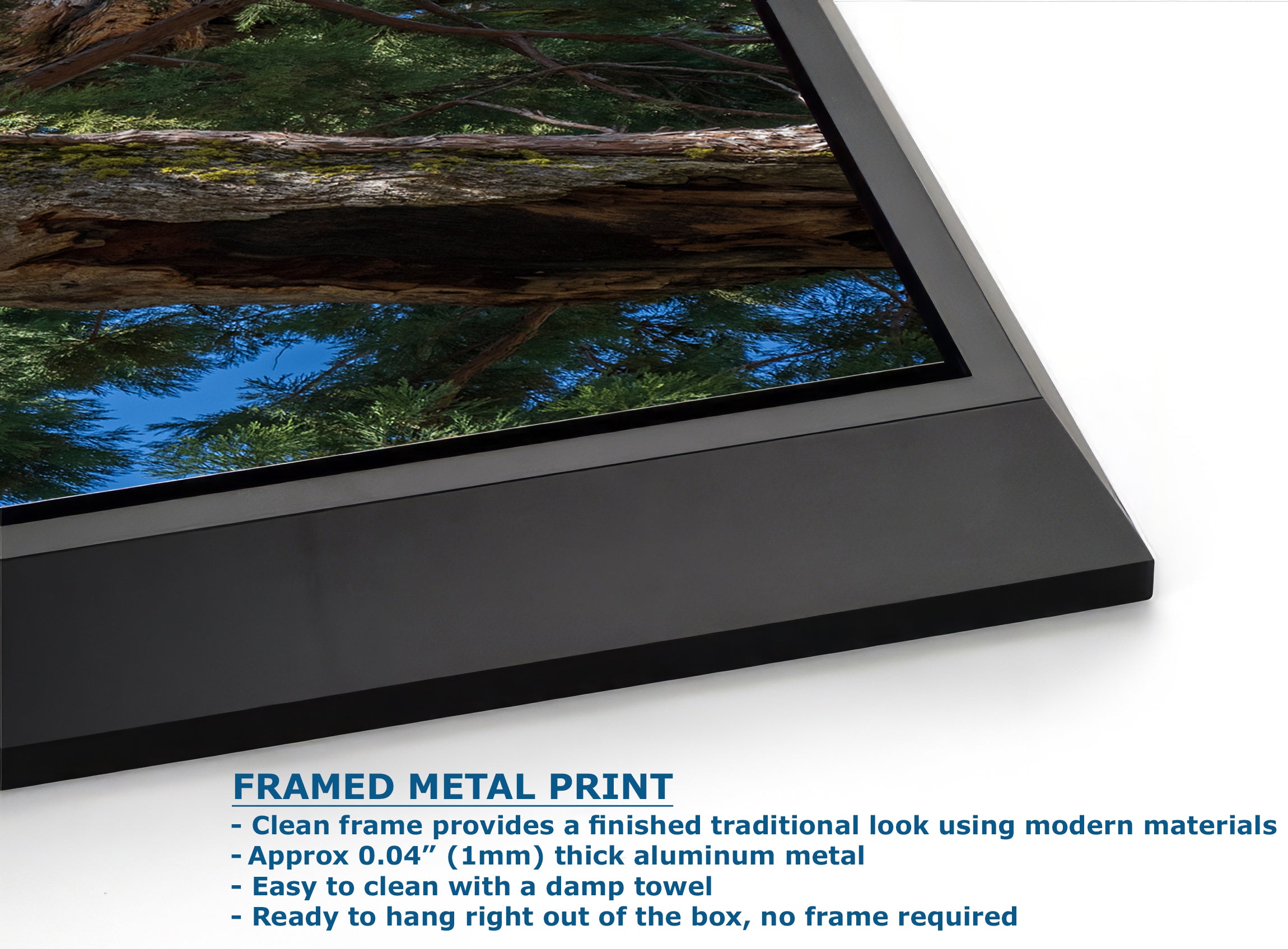 Giant Sequoia Tree Forest Picture Nature Photo, Yosemite Mariposa Grove Redwood Trees, Forest Bathing Relaxation Artwork for Nature Lovers