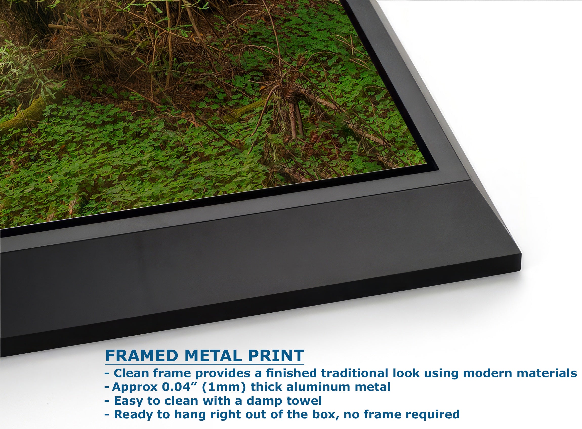 Redwood Tree Wall Art - Panoramic Forest Picture Nature Photo