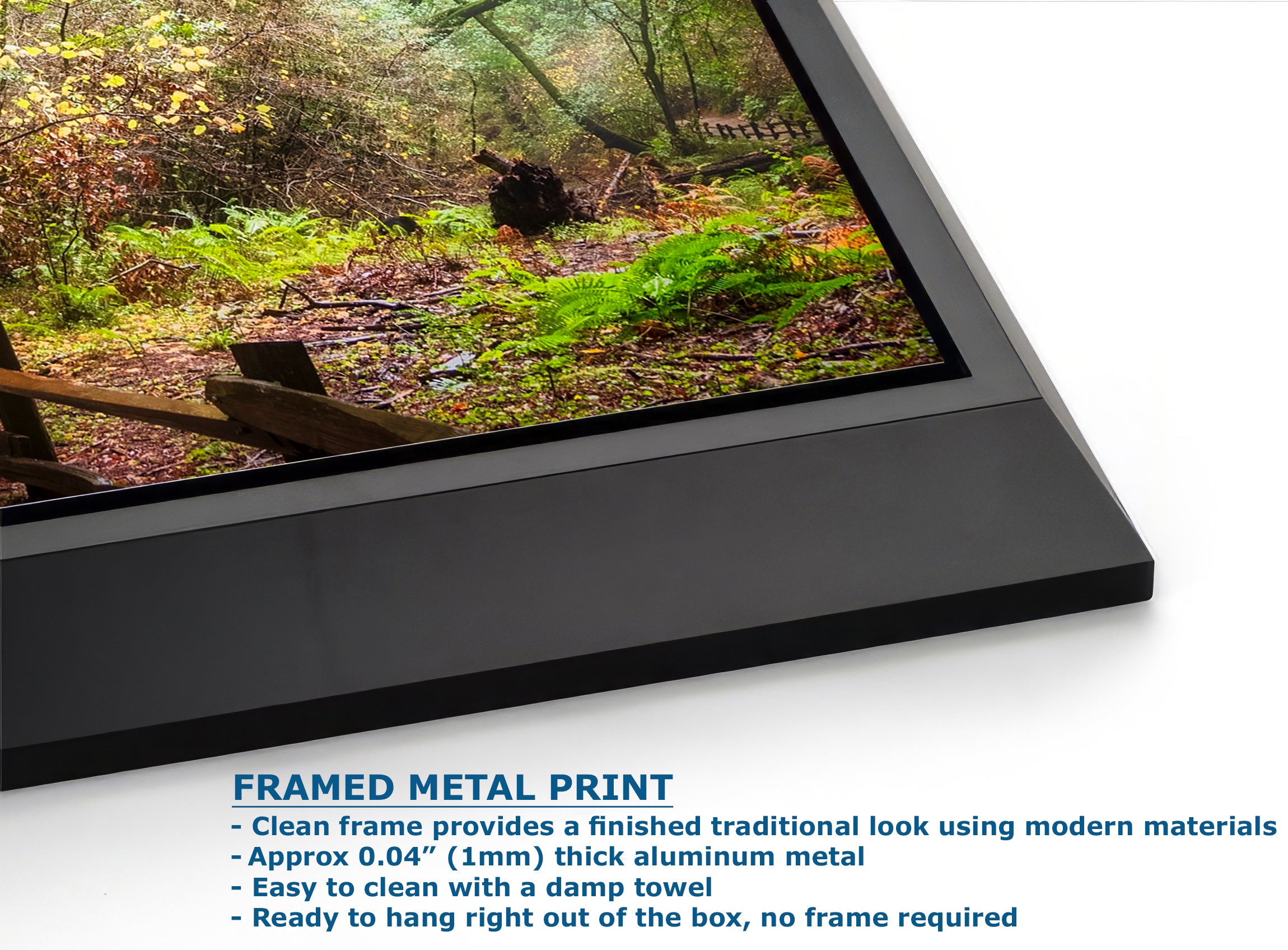 Redwood Trees Forest Picture Sunrise Nature Photo